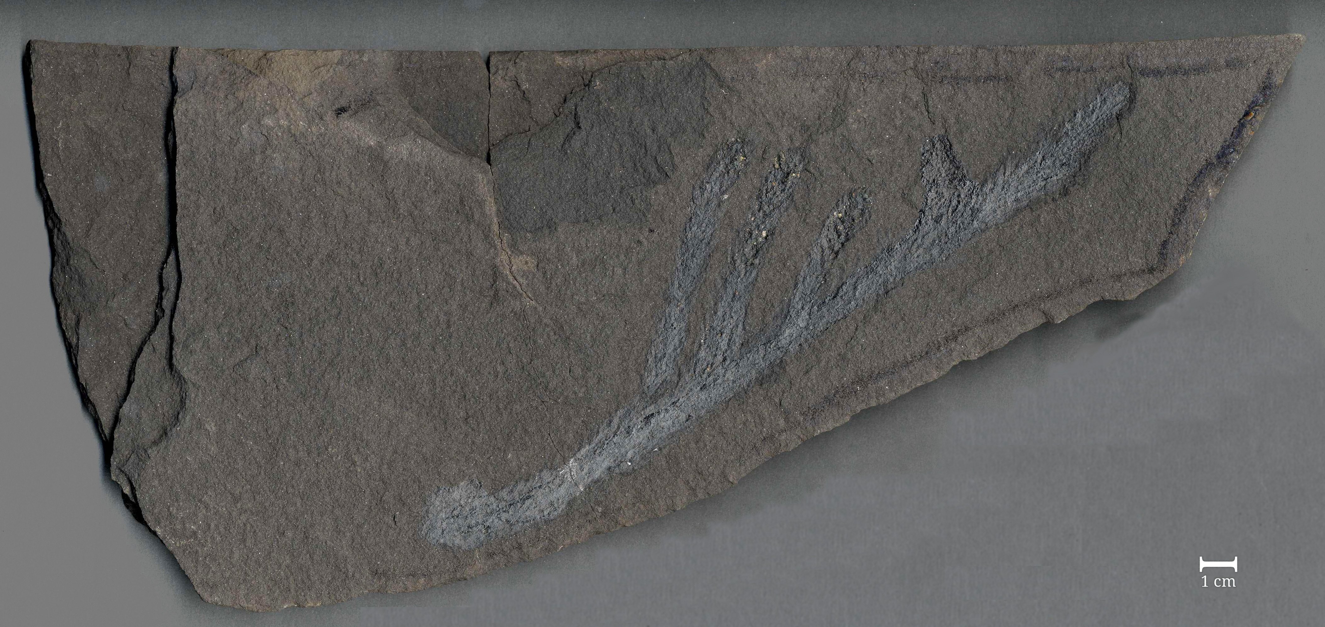 Fossil vom Zweig eines Nadelholzgewächses (Ullmania frumentaria) (Werra-Kalibergbau-Museum, Heringen/W. CC BY-NC-SA)