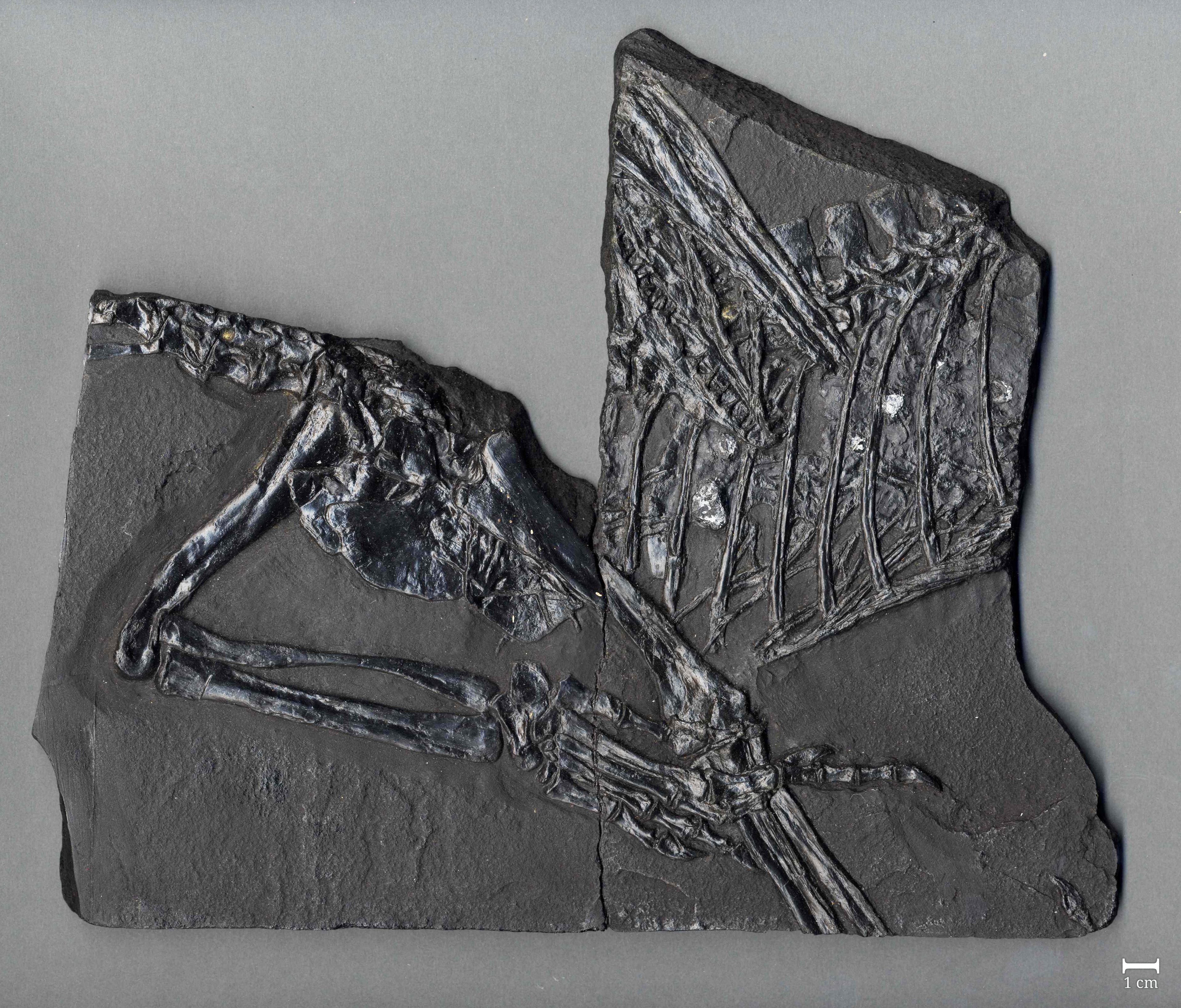 Fossil eines Sauriers (Protorosaurus speneri) [Abguss] (Werra-Kalibergbau-Museum, Heringen/W. CC BY-NC-SA)