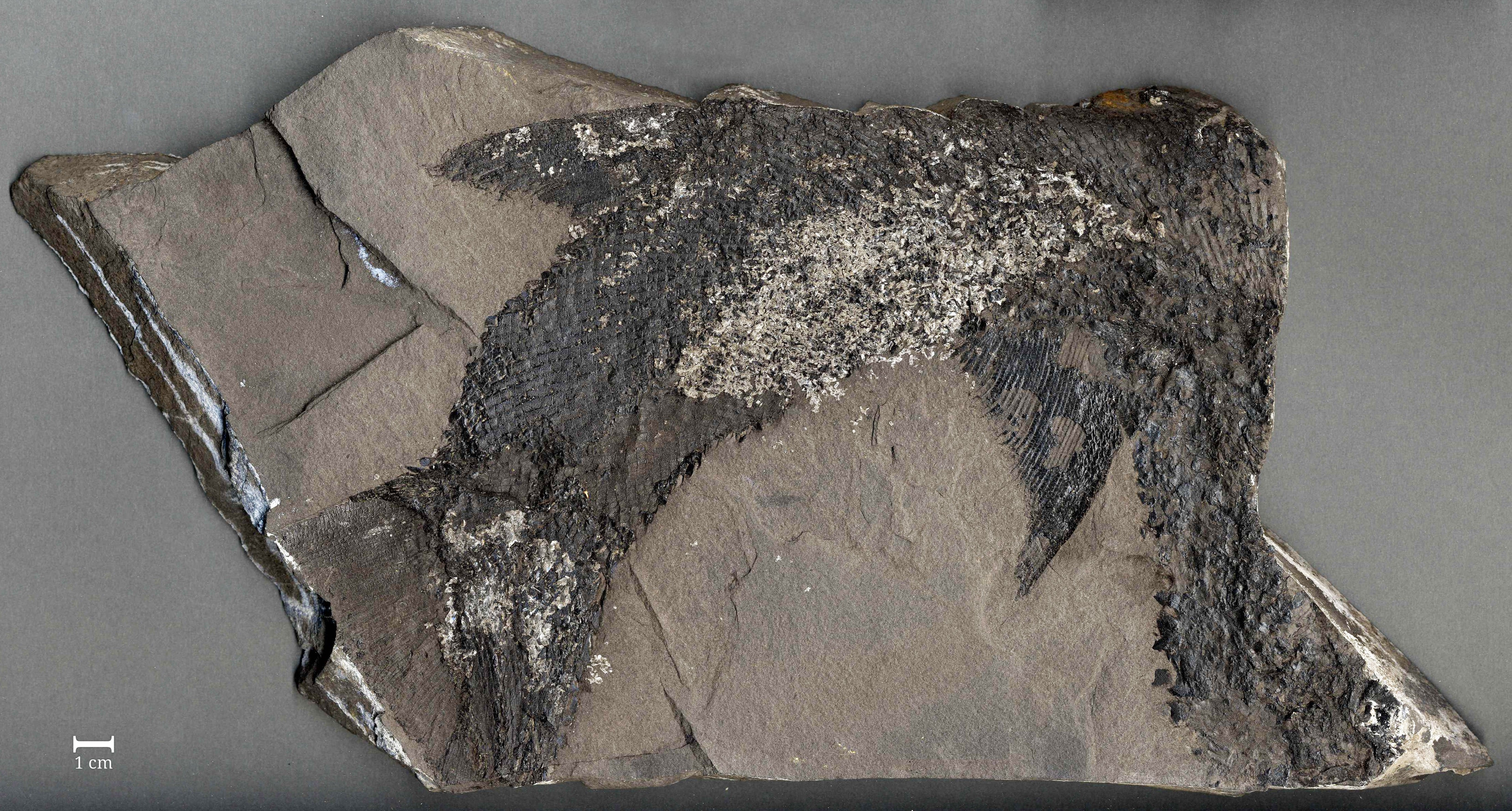 Fossil eines Fisches (Acrolepis sedgewickii) (Werra-Kalibergbau-Museum, Heringen/W. CC BY-NC-SA)