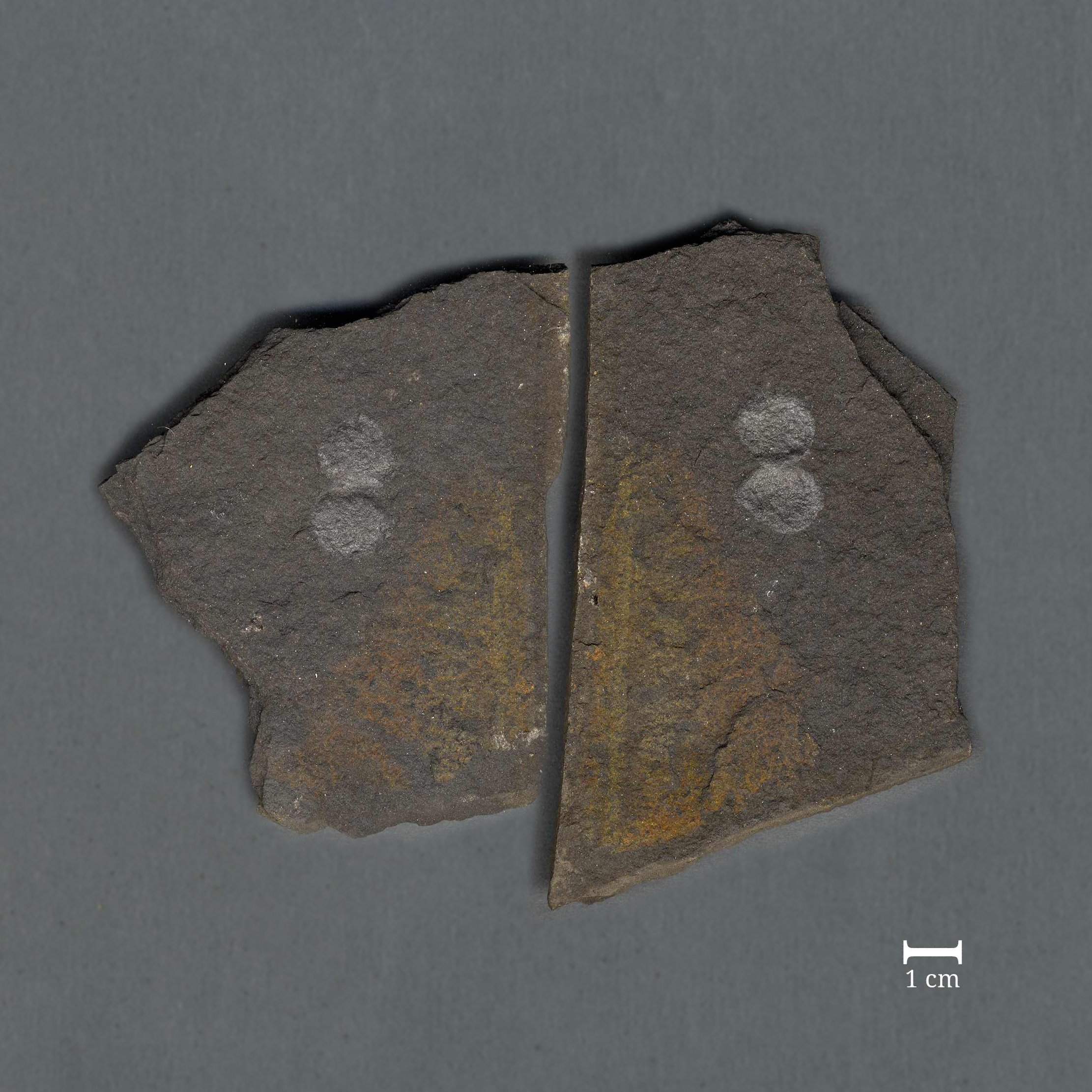 Fossil zweier Muscheln (Schizodus truncatus) [Positiv und Negativ] (Werra-Kalibergbau-Museum, Heringen/W. CC BY-NC-SA)