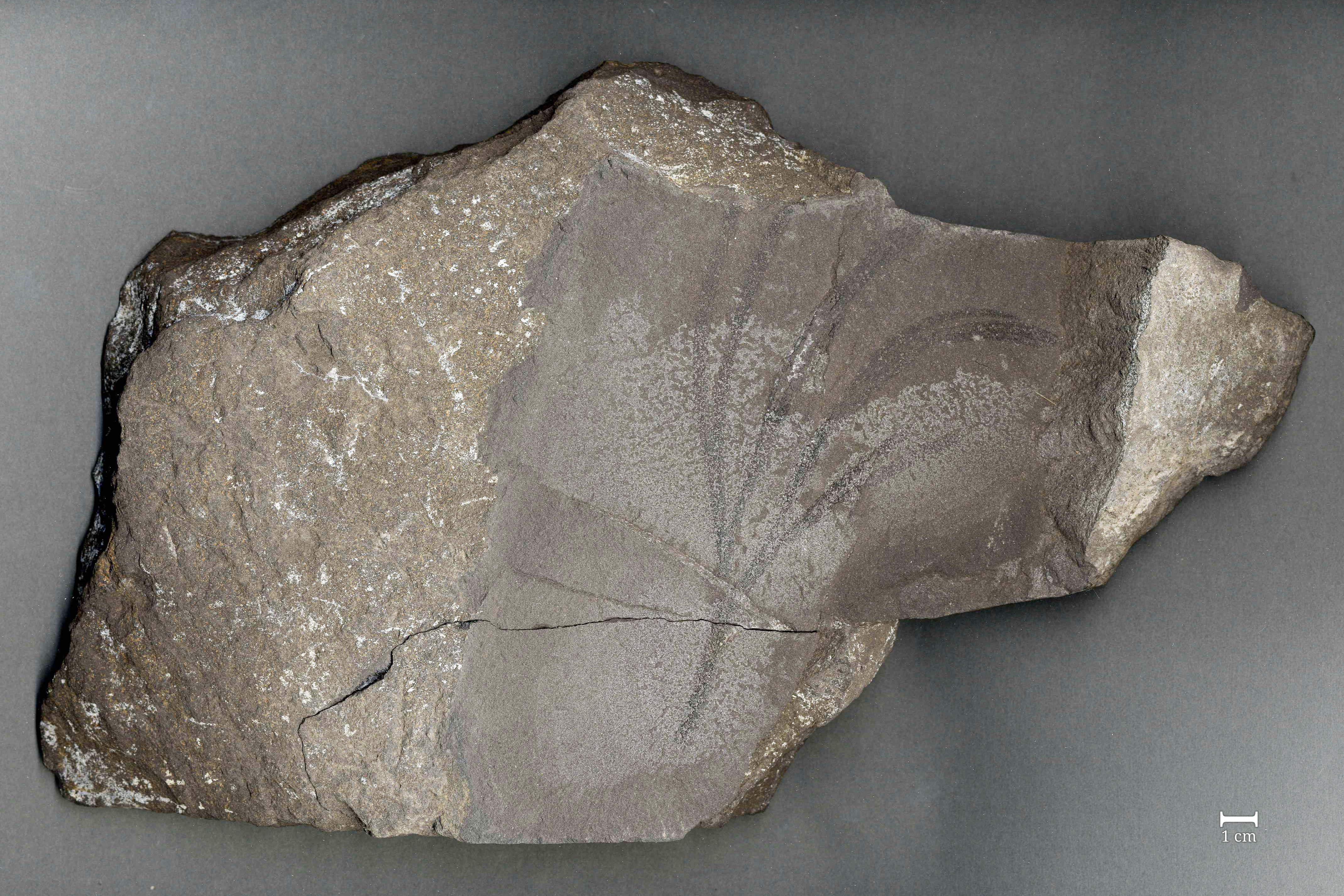 Fossil eines Blattes vom Ginkgo-Baumes (Spenobaiera digitata) (Werra-Kalibergbau-Museum, Heringen/W. CC BY-NC-SA)
