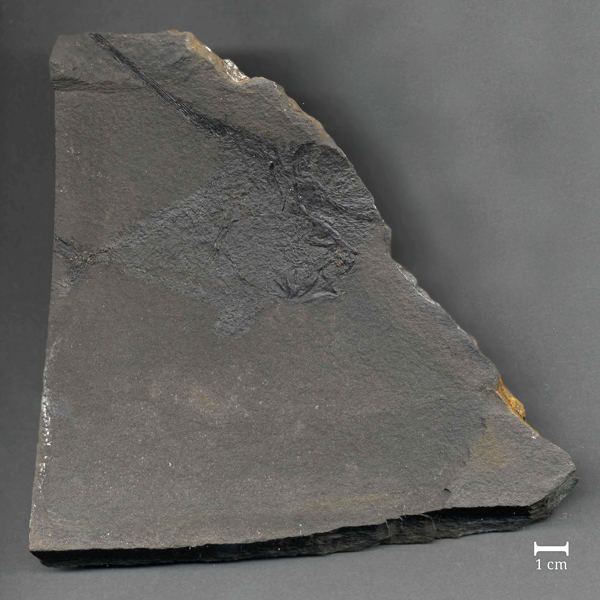 Fossil eines Fisches (Pygopterus humboldti) (Werra-Kalibergbau-Museum, Heringen/W. CC BY-NC-SA)