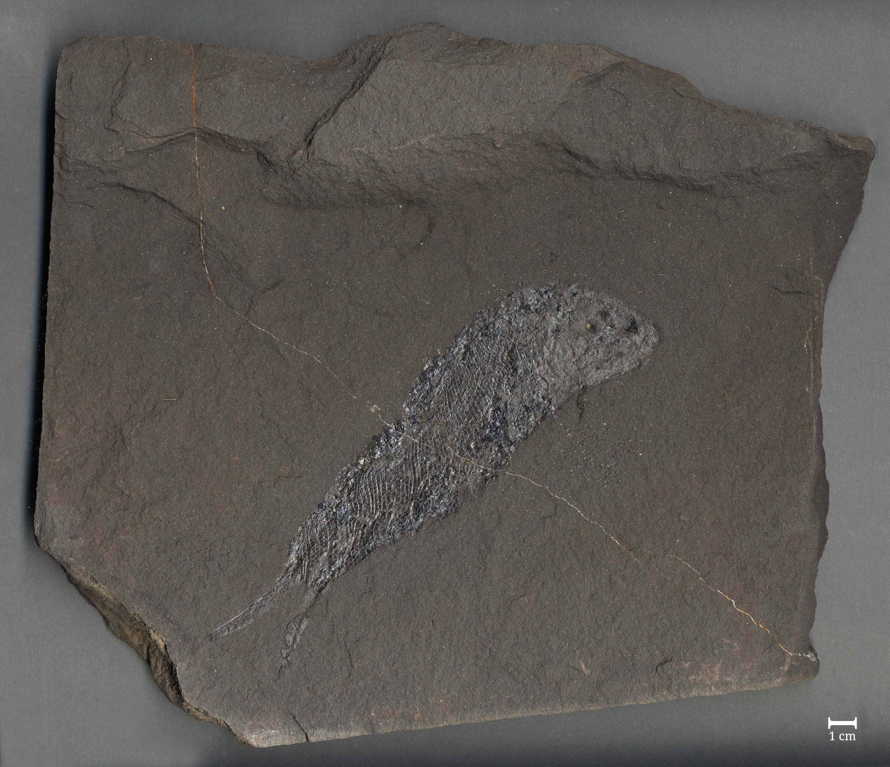 Fossil eines Fisches (Palaeoniscum freieslebeni) (Werra-Kalibergbau-Museum, Heringen/W. CC BY-NC-SA)