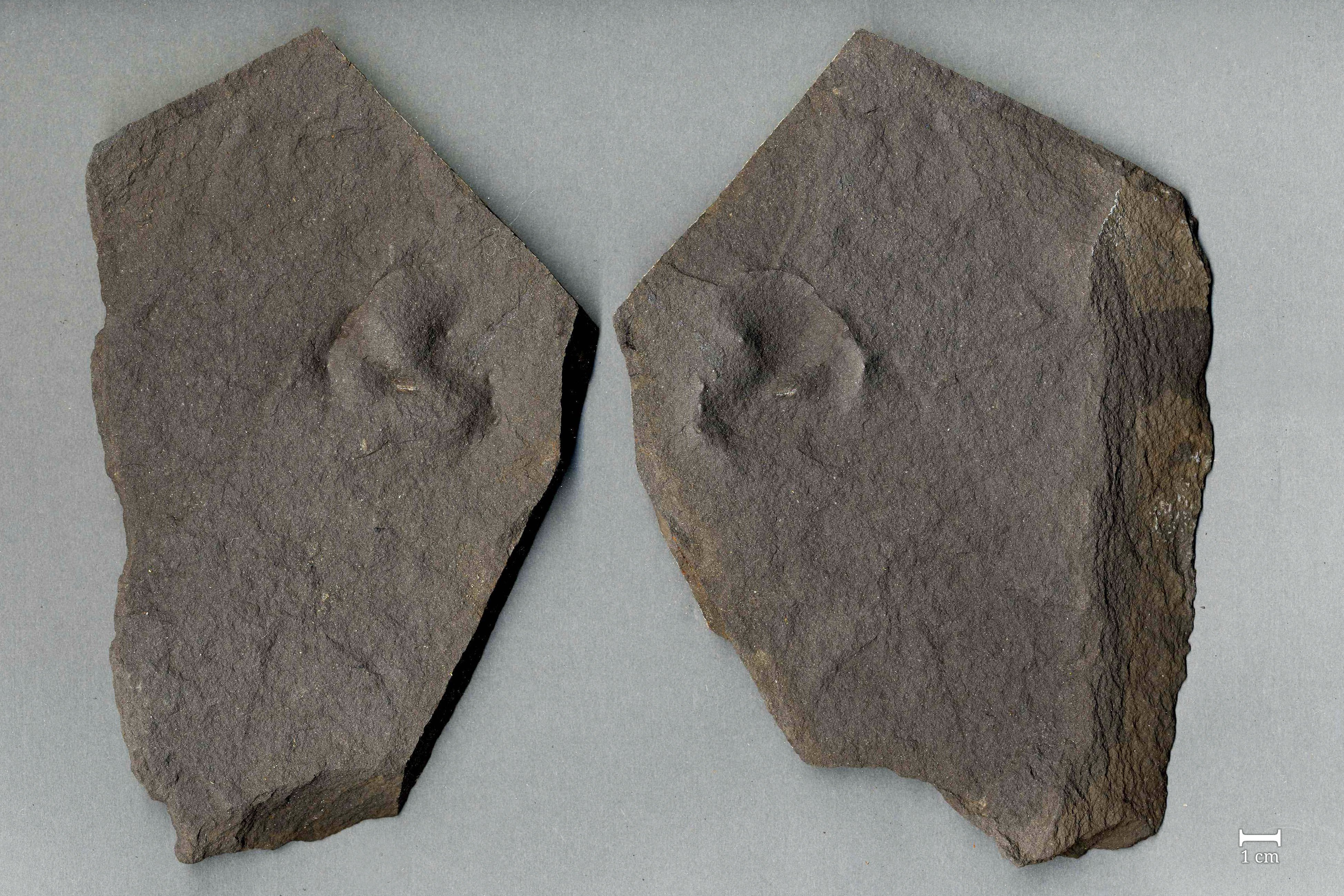 Fossil eines Fisches (Palaeoniscum freieslebeni) (Werra-Kalibergbau-Museum, Heringen/W. CC BY-NC-SA)