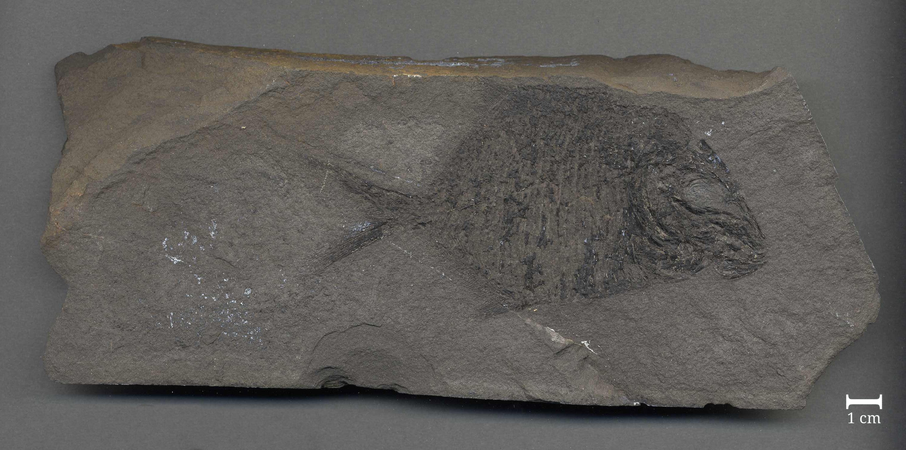 Fossil eines Fisches (Platysomus striatus) (Werra-Kalibergbau-Museum, Heringen/W. CC BY-NC-SA)
