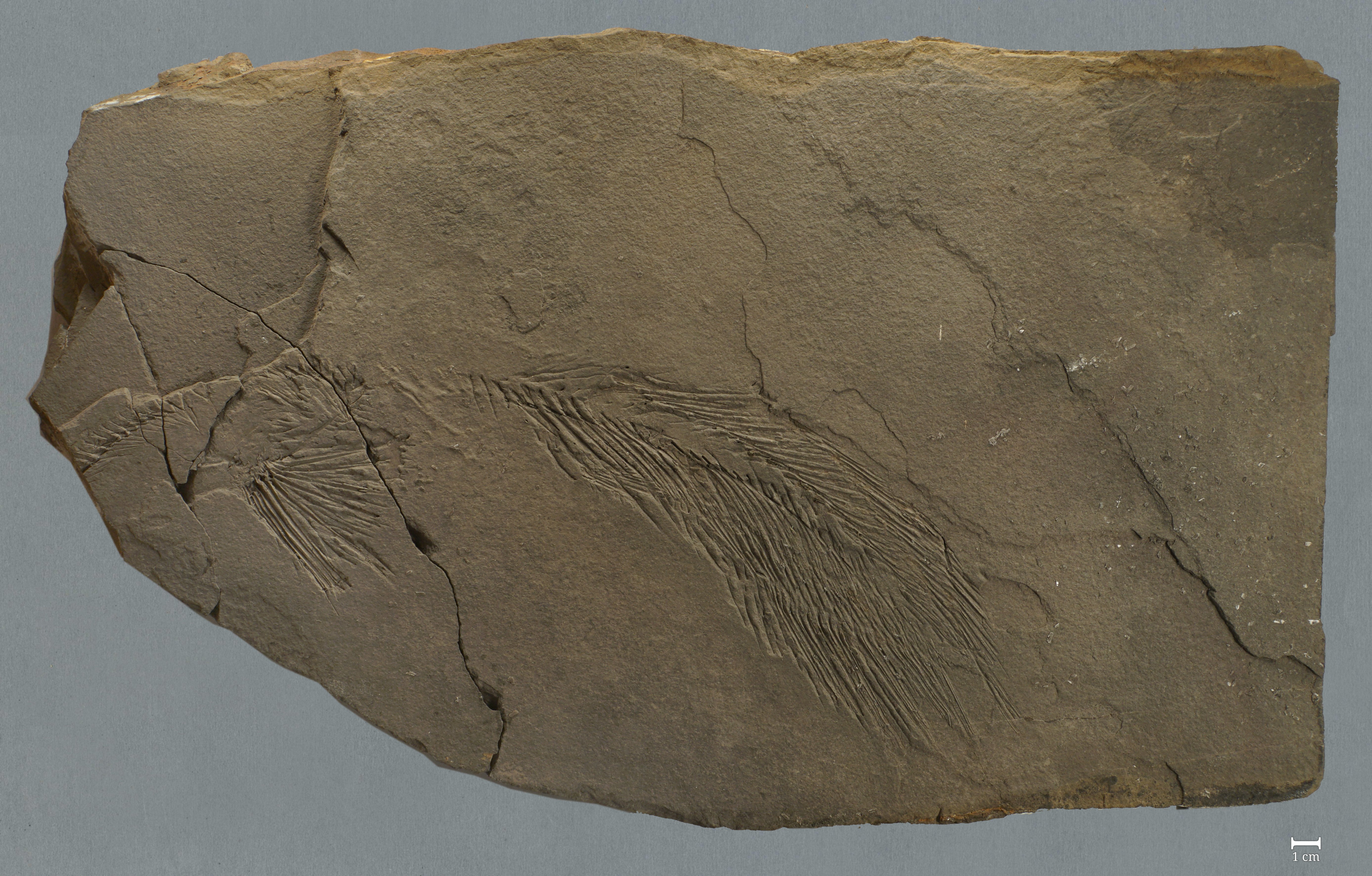 Fossil eines Quastenflossers (Coleacanthus granulatus) [Teil] (Werra-Kalibergbau-Museum, Heringen/W. CC BY-NC-SA)