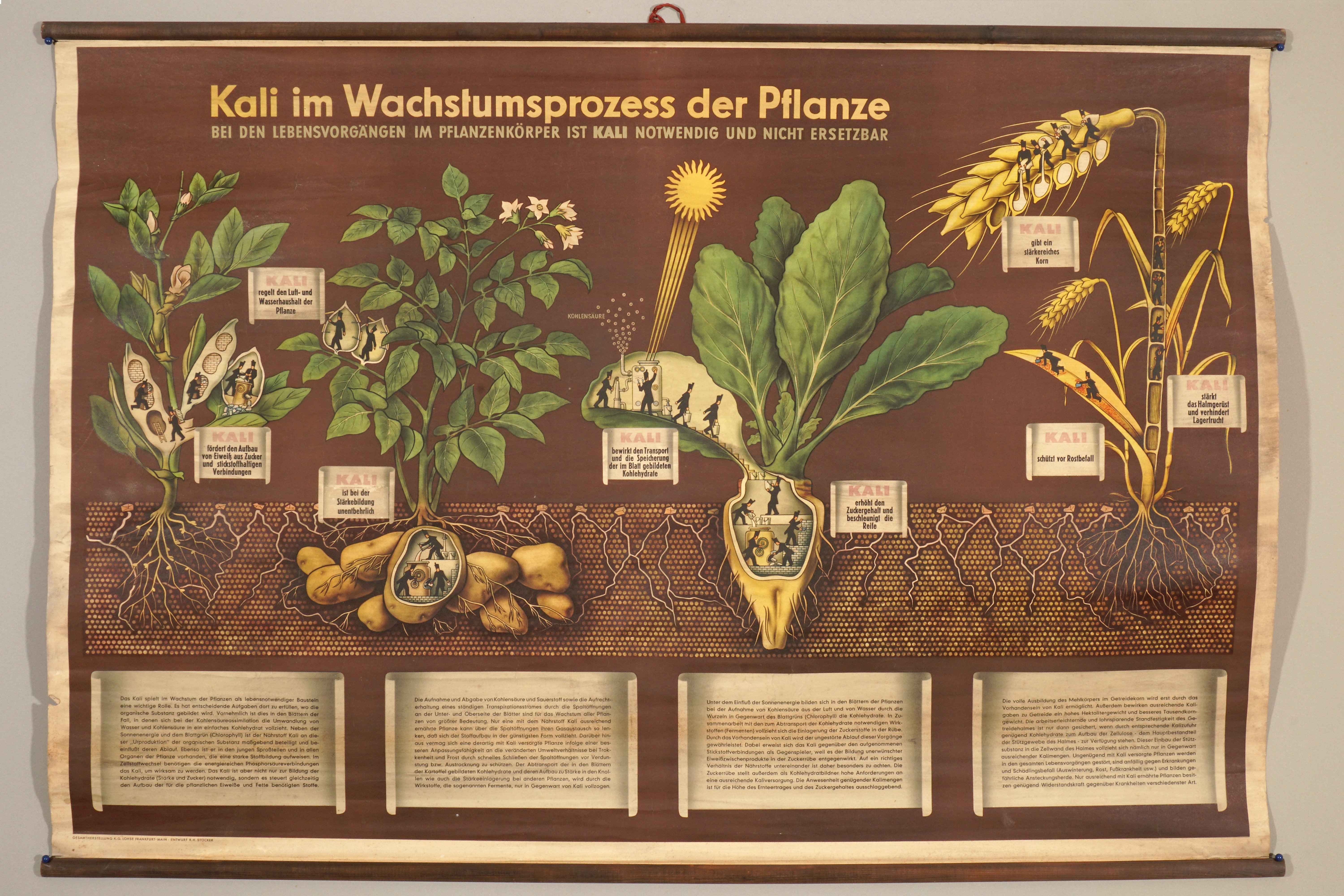 Lehrtafel 'Kali im Wachstumsprozess der Pflanze' (Werra-Kalibergbau-Museum, Heringen/W. CC BY-NC-SA)