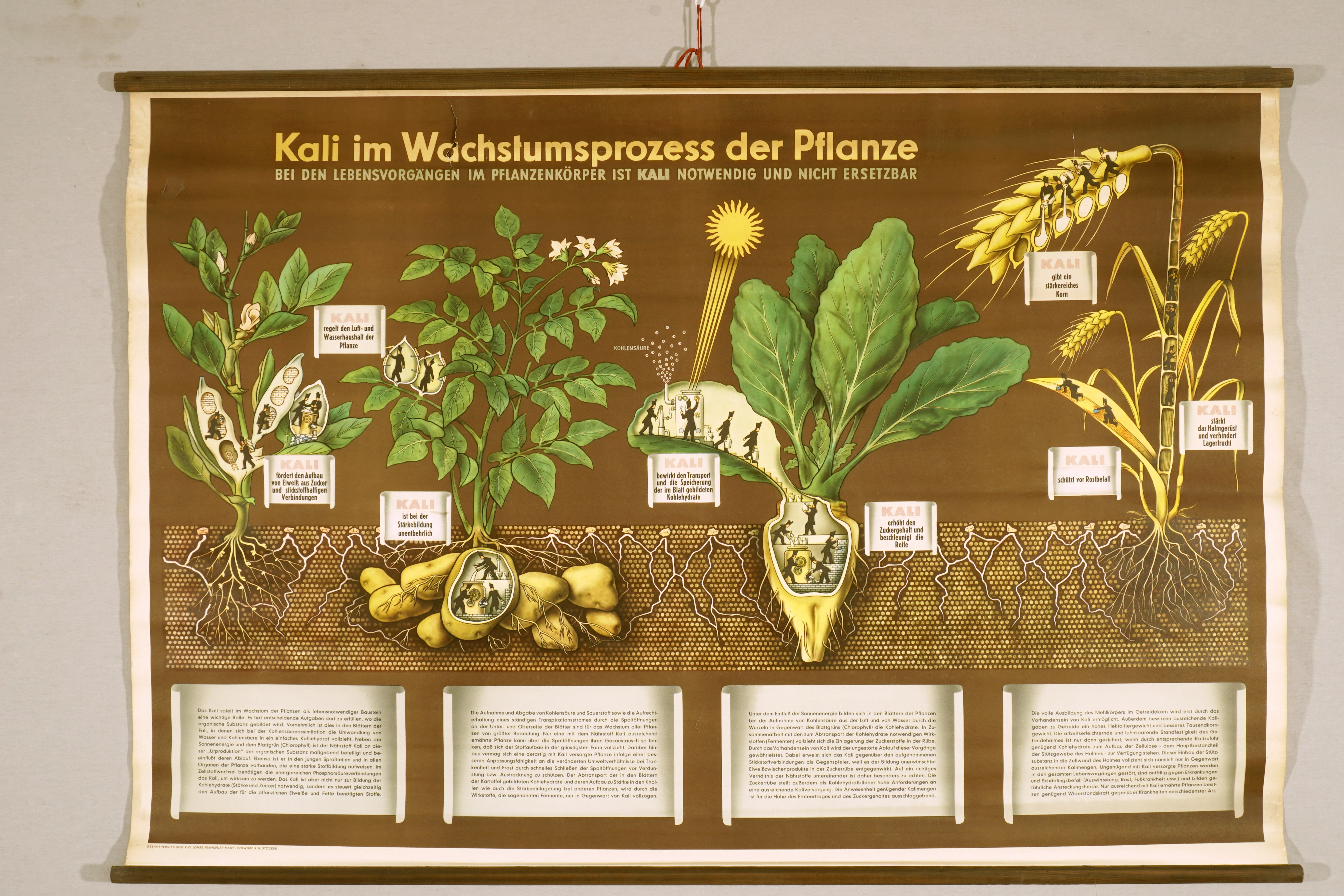 Schautafel 'Kali im Wachstumsprozess der Pflanze' (Werra-Kalibergbau-Museum, Heringen/W. CC BY-NC-SA)