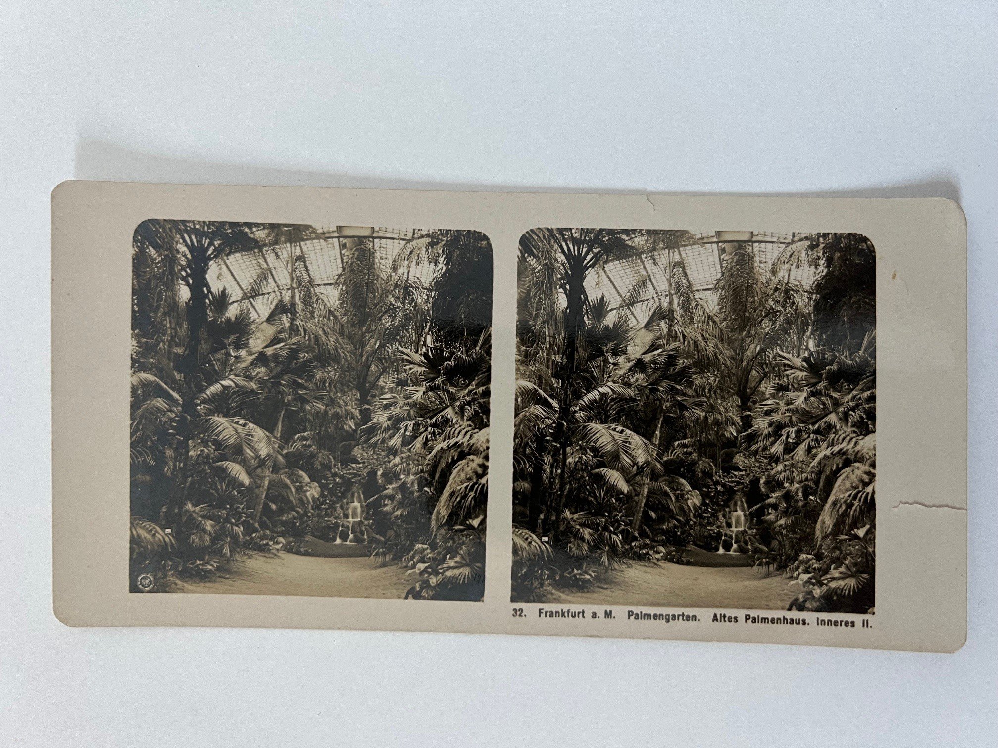 Stereobild, Unbekannter Fotograf, Frankfurt, 32, Palmengarten, Altes Palmenhaus, inneres II., ca. 1906. (Taunus-Rhein-Main - Regionalgeschichtliche Sammlung Dr. Stefan Naas CC BY-NC-SA)