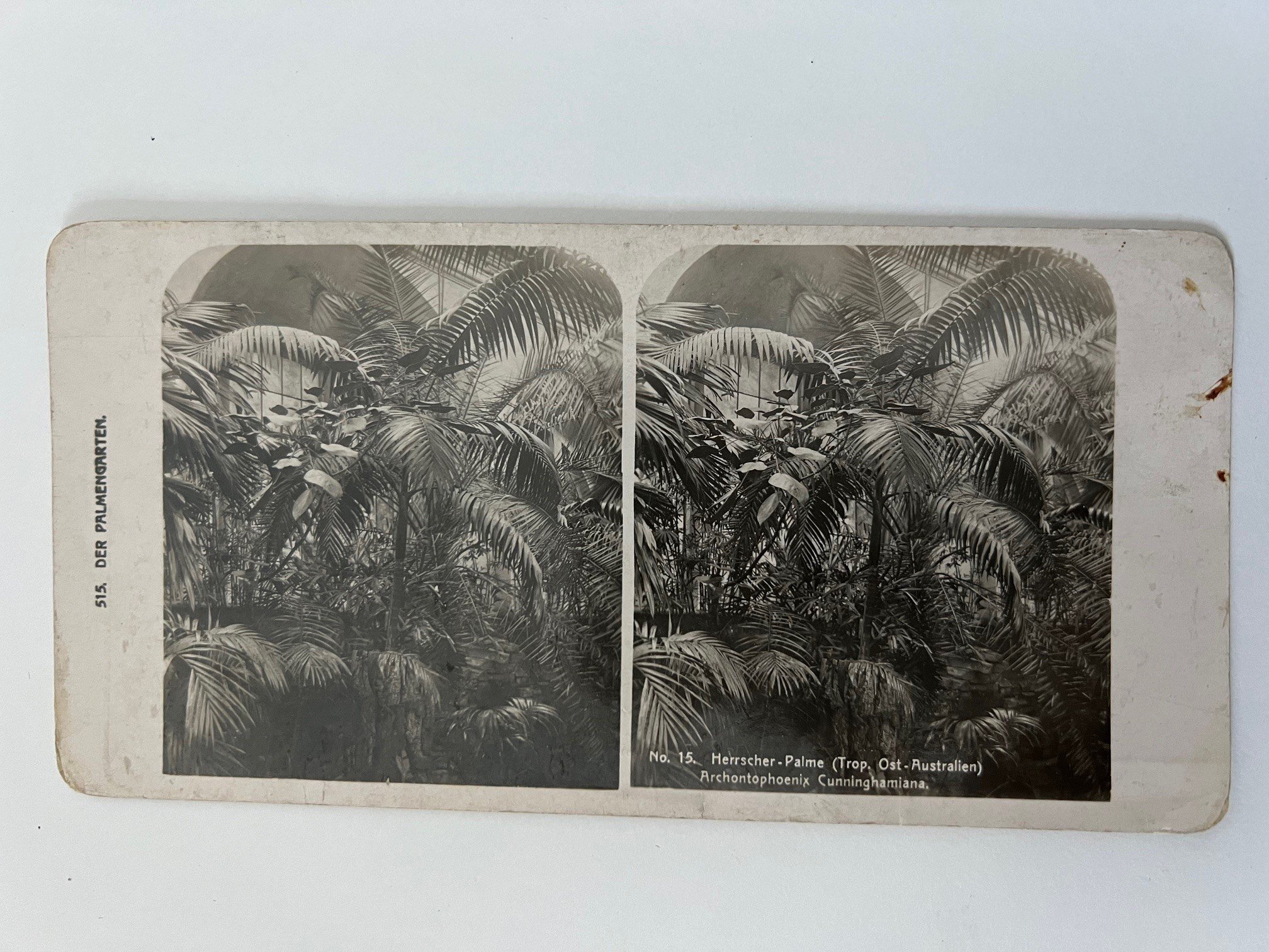 Stereobild, Unbekannter Fotograf, Frankfurt, Nr. 15, Der Palmengarten, Herrscher-Palme, ca. 1914. (Taunus-Rhein-Main - Regionalgeschichtliche Sammlung Dr. Stefan Naas CC BY-NC-SA)