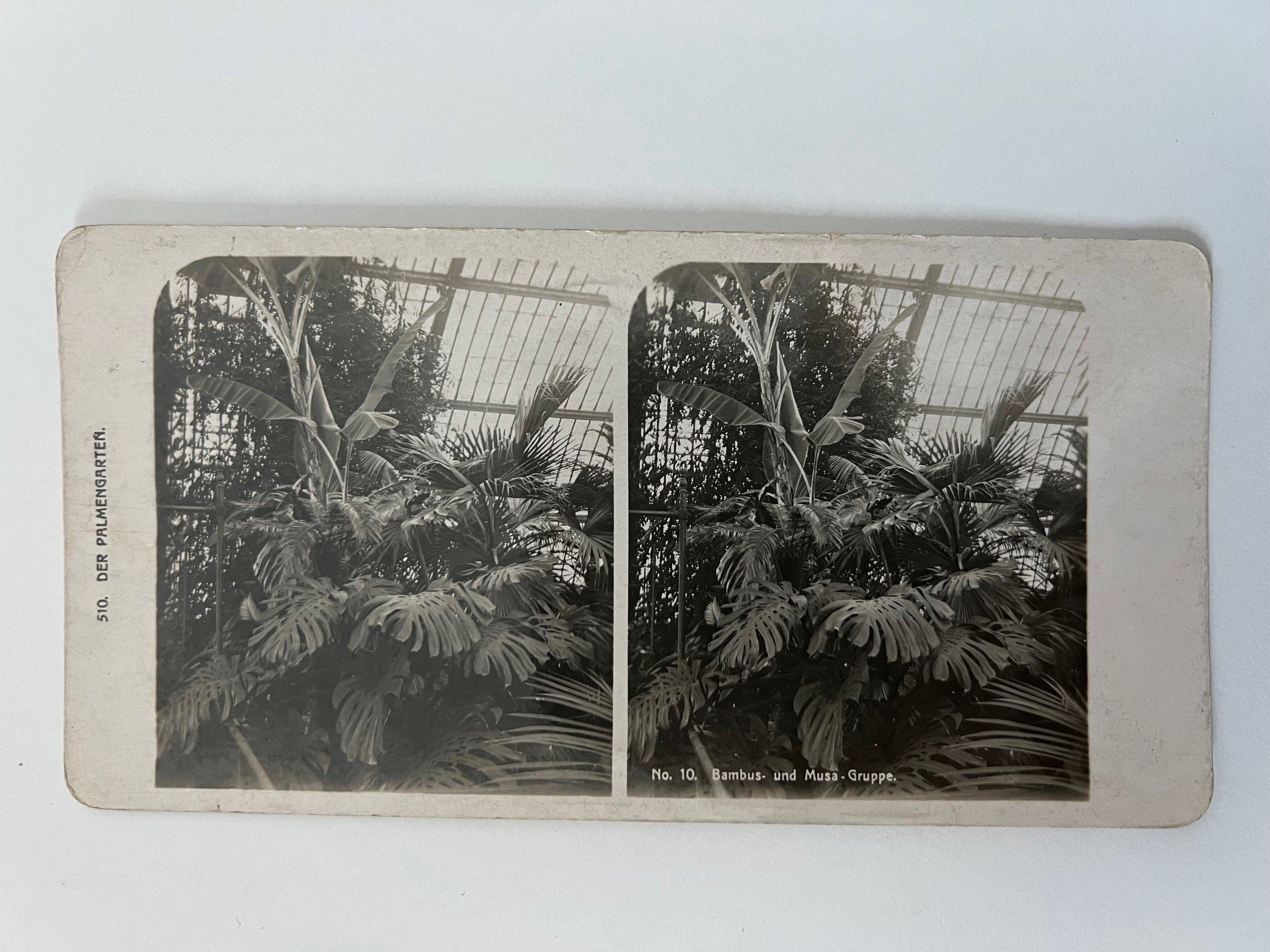 Stereobild, Unbekannter Fotograf, Frankfurt, Nr. 10, Der Palmengarten, Bambus- und Musa-Gruppe, ca. 1914. (Taunus-Rhein-Main - Regionalgeschichtliche Sammlung Dr. Stefan Naas CC BY-NC-SA)