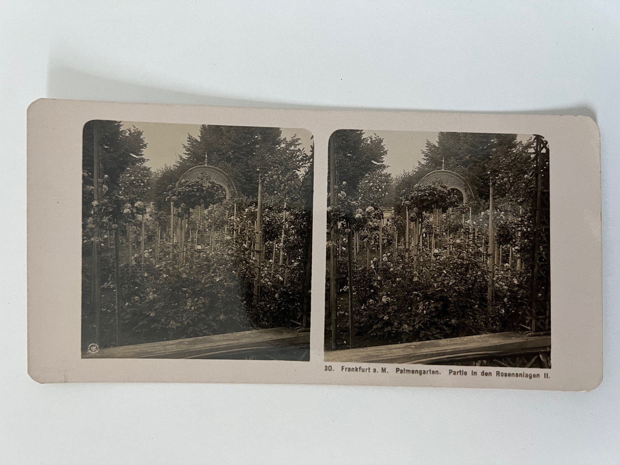 Stereobild, Unbekannter Fotograf, Frankfurt, Nr. 30, Palmengarten, Partie in den Rosenanlagen II., ca. 1906. (Taunus-Rhein-Main - Regionalgeschichtliche Sammlung Dr. Stefan Naas CC BY-NC-SA)