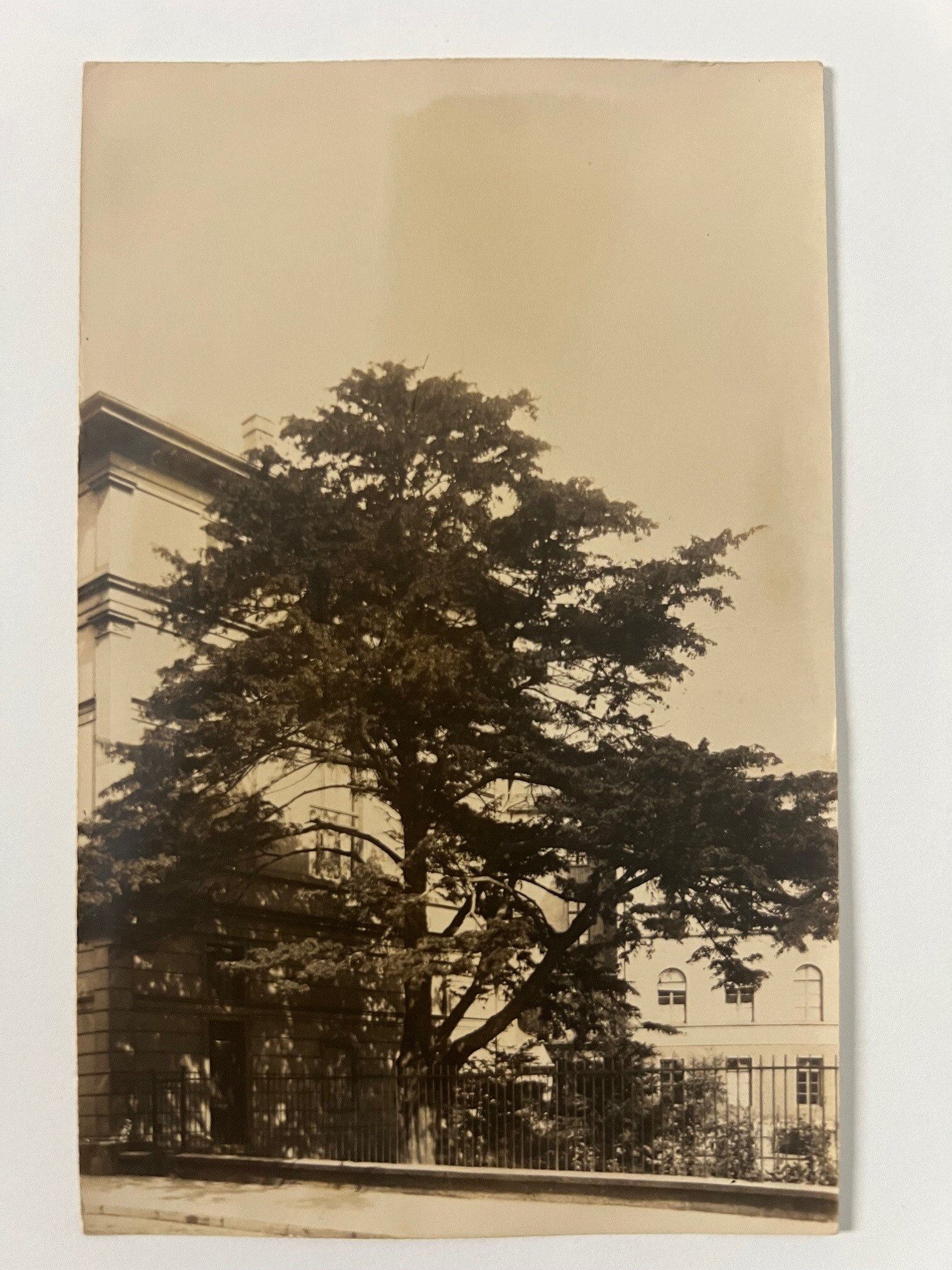 Gottfried Vömel, Frankfurt, Die Eibe im Botanischen Garten, 1904. (Taunus-Rhein-Main - Regionalgeschichtliche Sammlung Dr. Stefan Naas CC BY-NC-SA)
