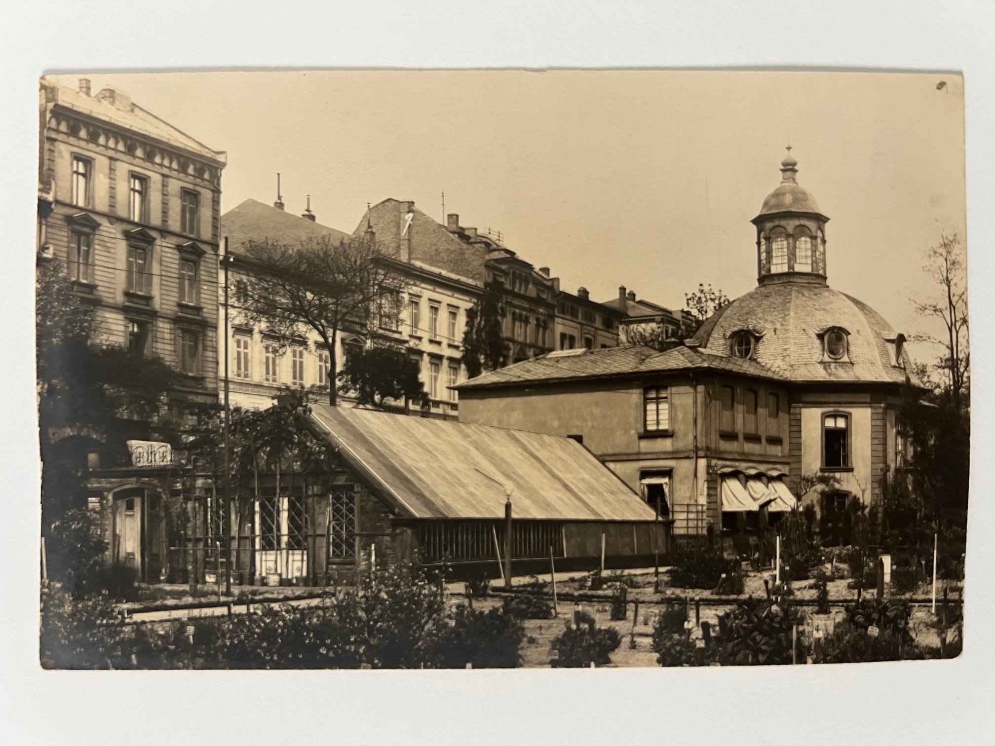 Gottfried Vömel, Frankfurt, Das Senckenberg-Institut, Gewächshaus, 1902. (Taunus-Rhein-Main - Regionalgeschichtliche Sammlung Dr. Stefan Naas CC BY-NC-SA)