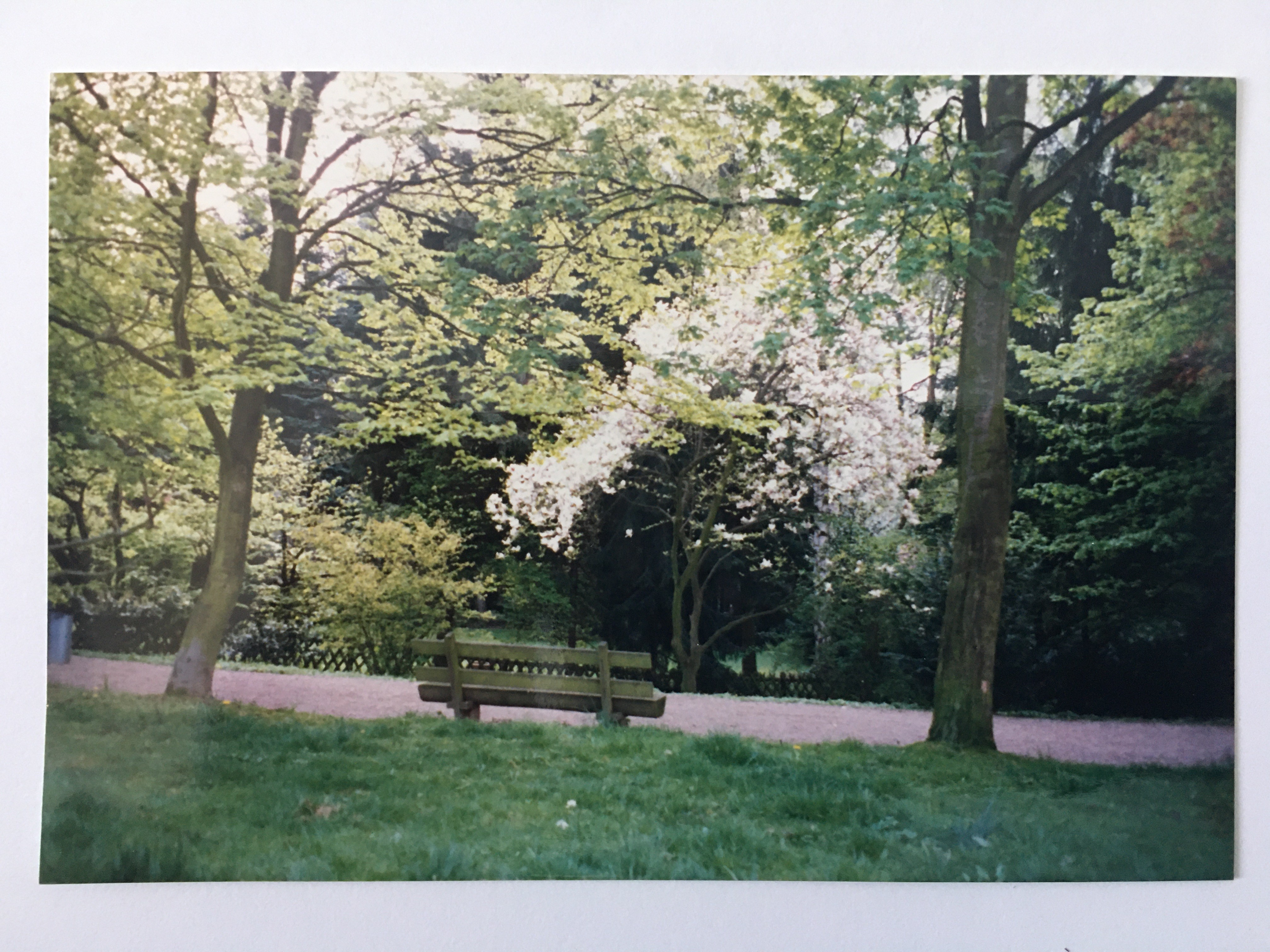 Grünfläche am Alten See, ca. 1994 (Taunus-Rhein-Main - Regionalgeschichtliche Sammlung Dr. Stefan Naas CC BY-NC-SA)