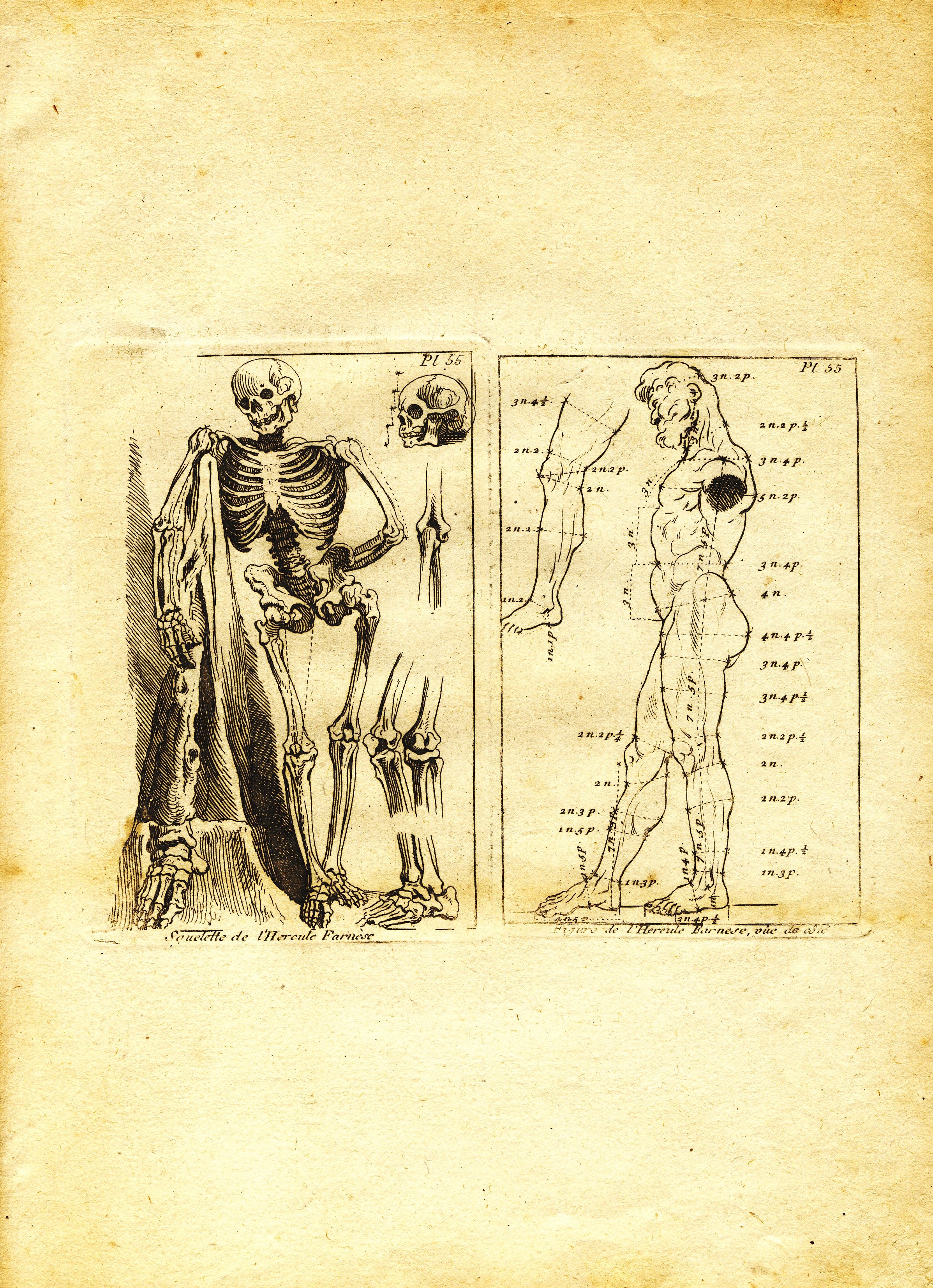 Grafik "Squelette de l´Hercule Farnèse"/"Figuro de l´Hercule Farnese, vûe de côte" (Museum für Sepulkralkultur CC BY-NC-SA)