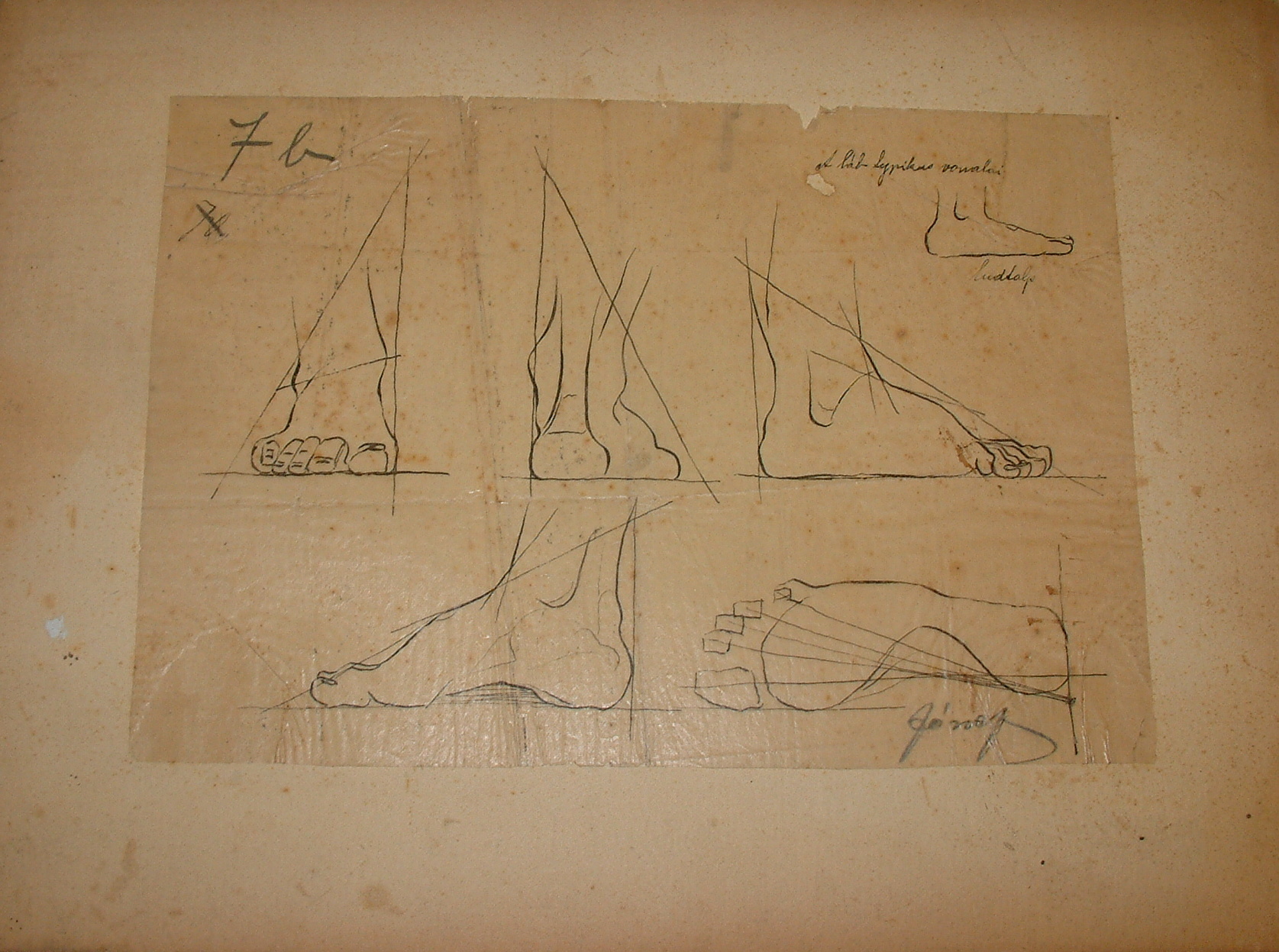 Anatómiai rajzsorozat VII/b. (Erkel Ferenc Múzeum CC BY-NC-SA)