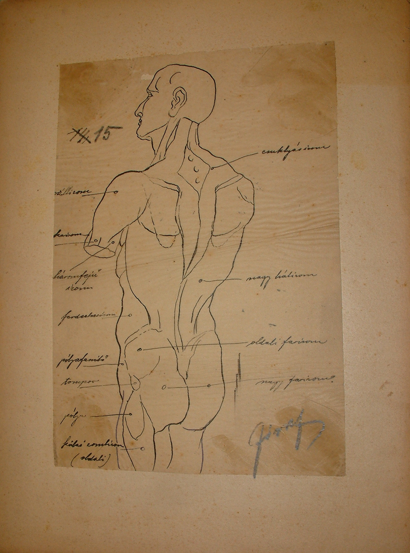 Anatómiai rajzsorozat XV. (Erkel Ferenc Múzeum CC BY-NC-SA)