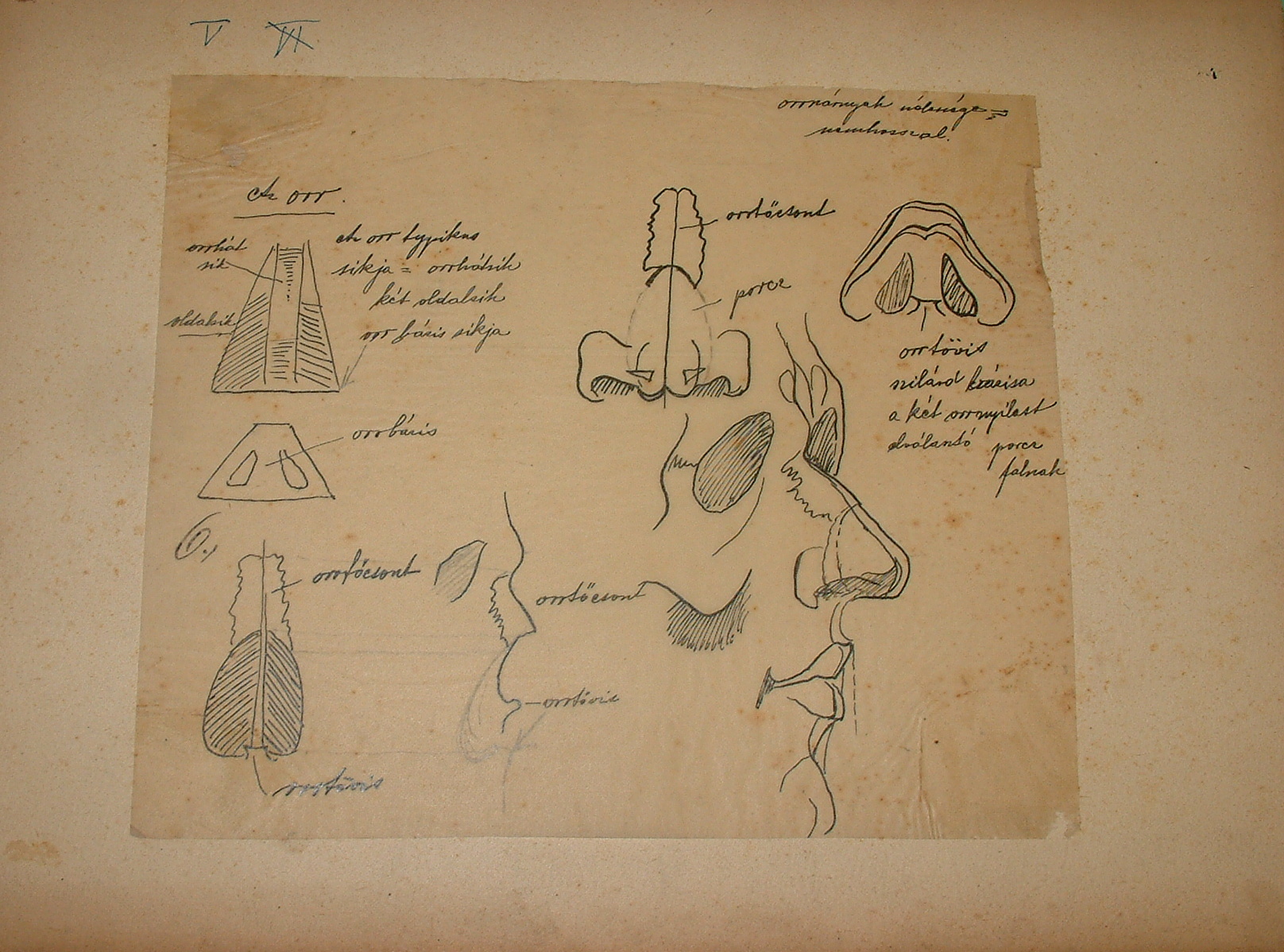 Anatómiai rajzsorozat V. (Erkel Ferenc Múzeum CC BY-NC-SA)