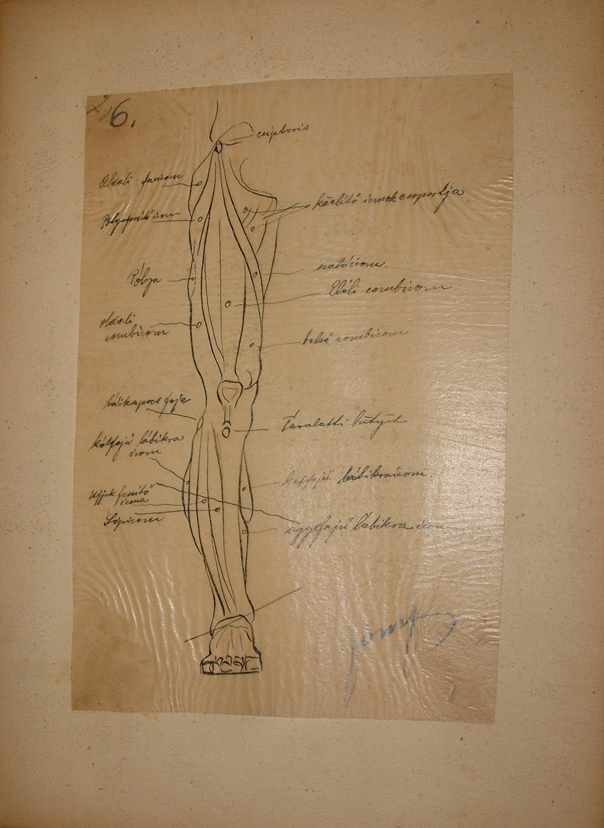Anatómiai rajzsorozat VII. (Erkel Ferenc Múzeum CC BY-NC-SA)