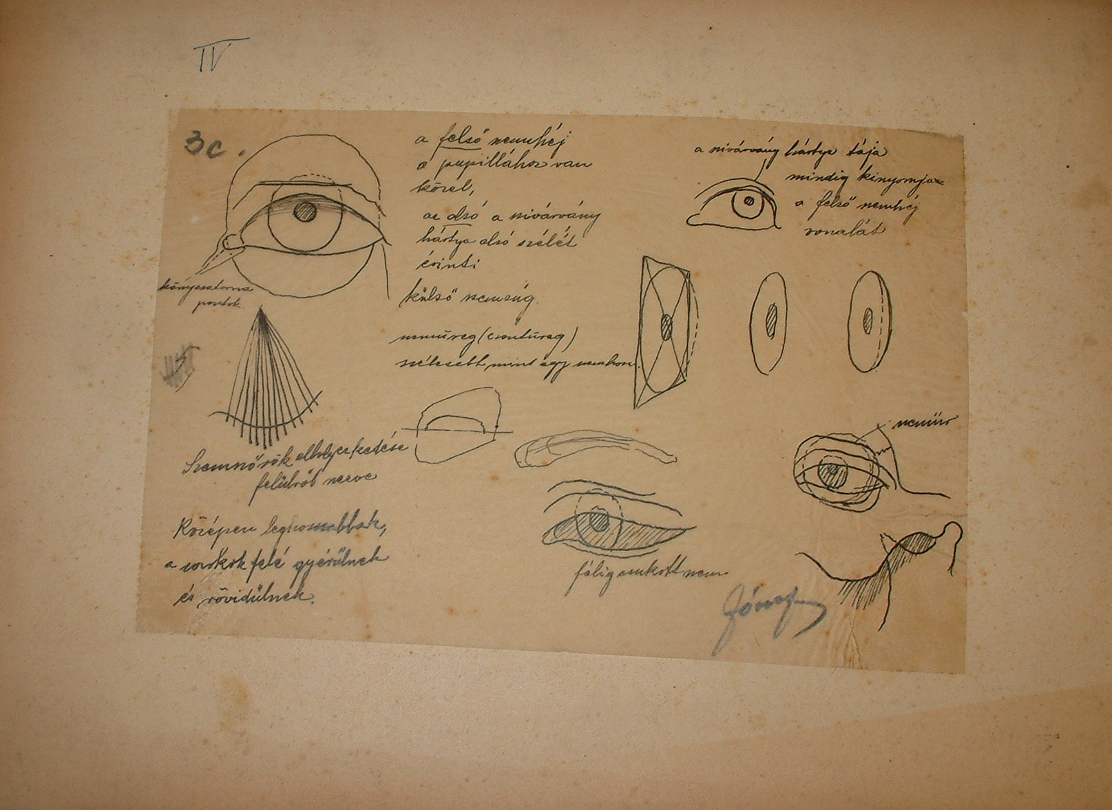 Anatómaiai rajzsorozat IV. (Erkel Ferenc Múzeum CC BY-NC-SA)