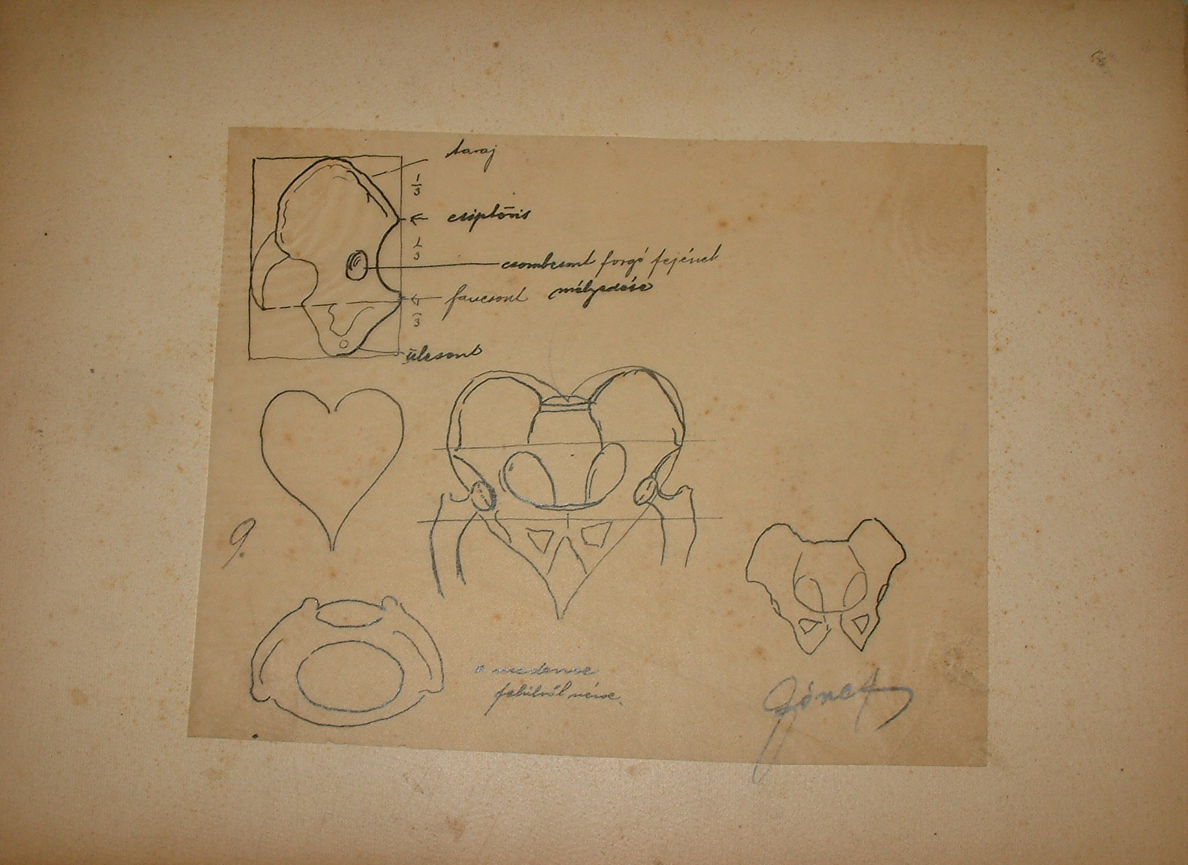 Anatómiai rajzsorozat IX. (Erkel Ferenc Múzeum CC BY-NC-SA)