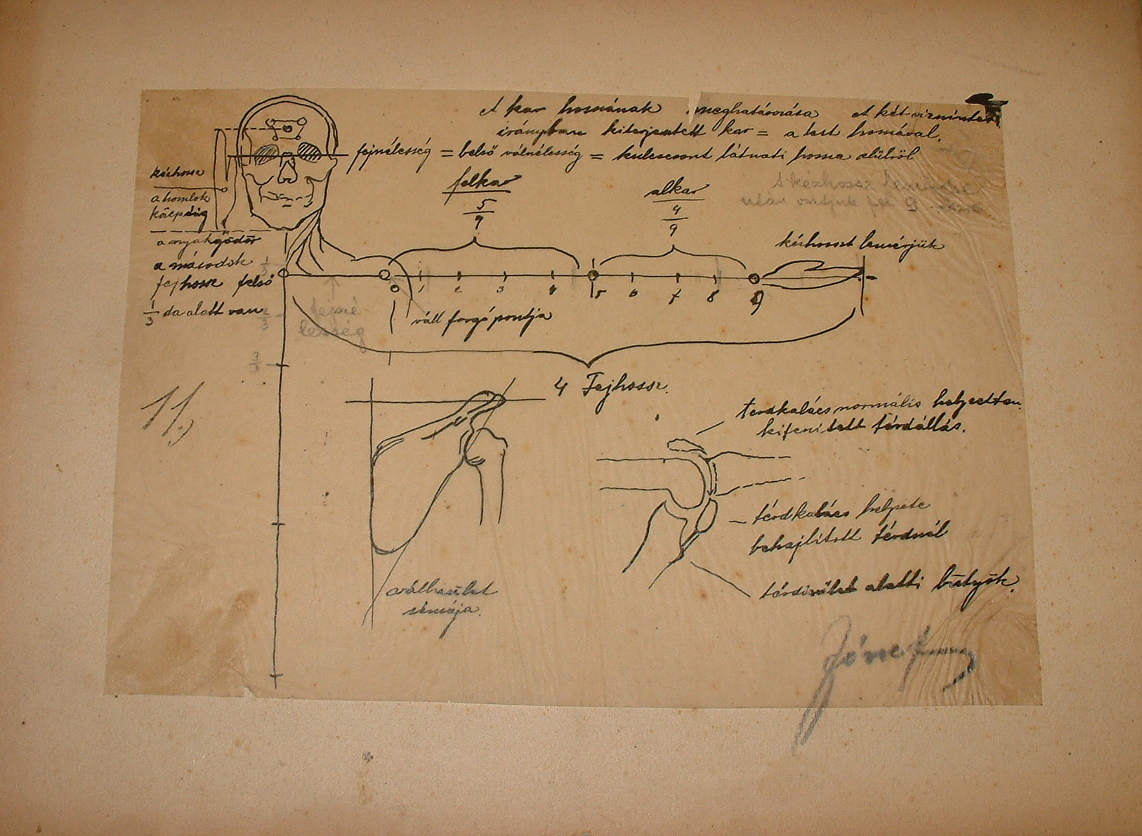 Anatómiai rajzsorozat XI. (Erkel Ferenc Múzeum CC BY-NC-SA)