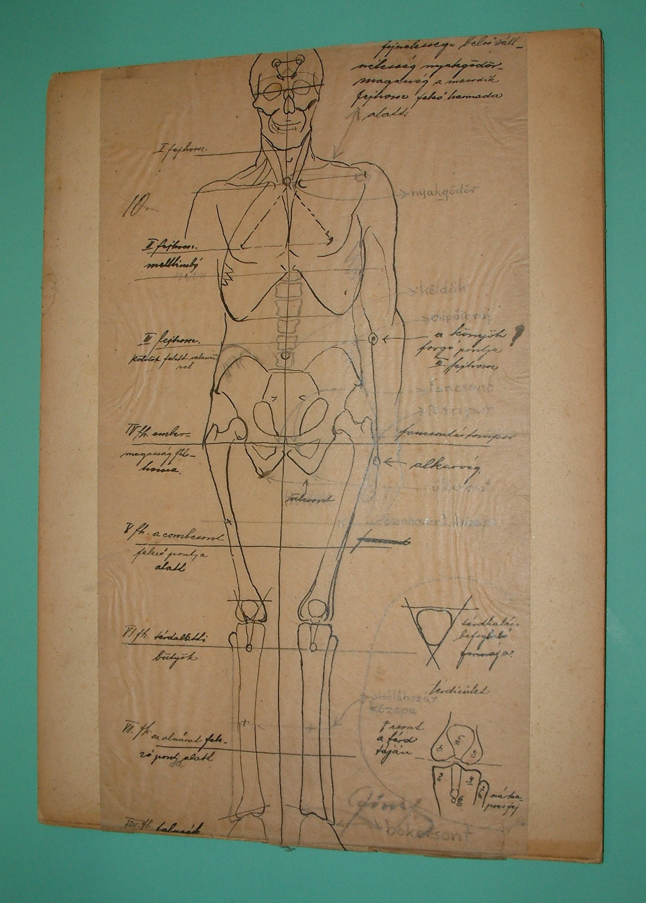 Anatómiai rajzsorozat X. (Erkel Ferenc Múzeum CC BY-NC-SA)