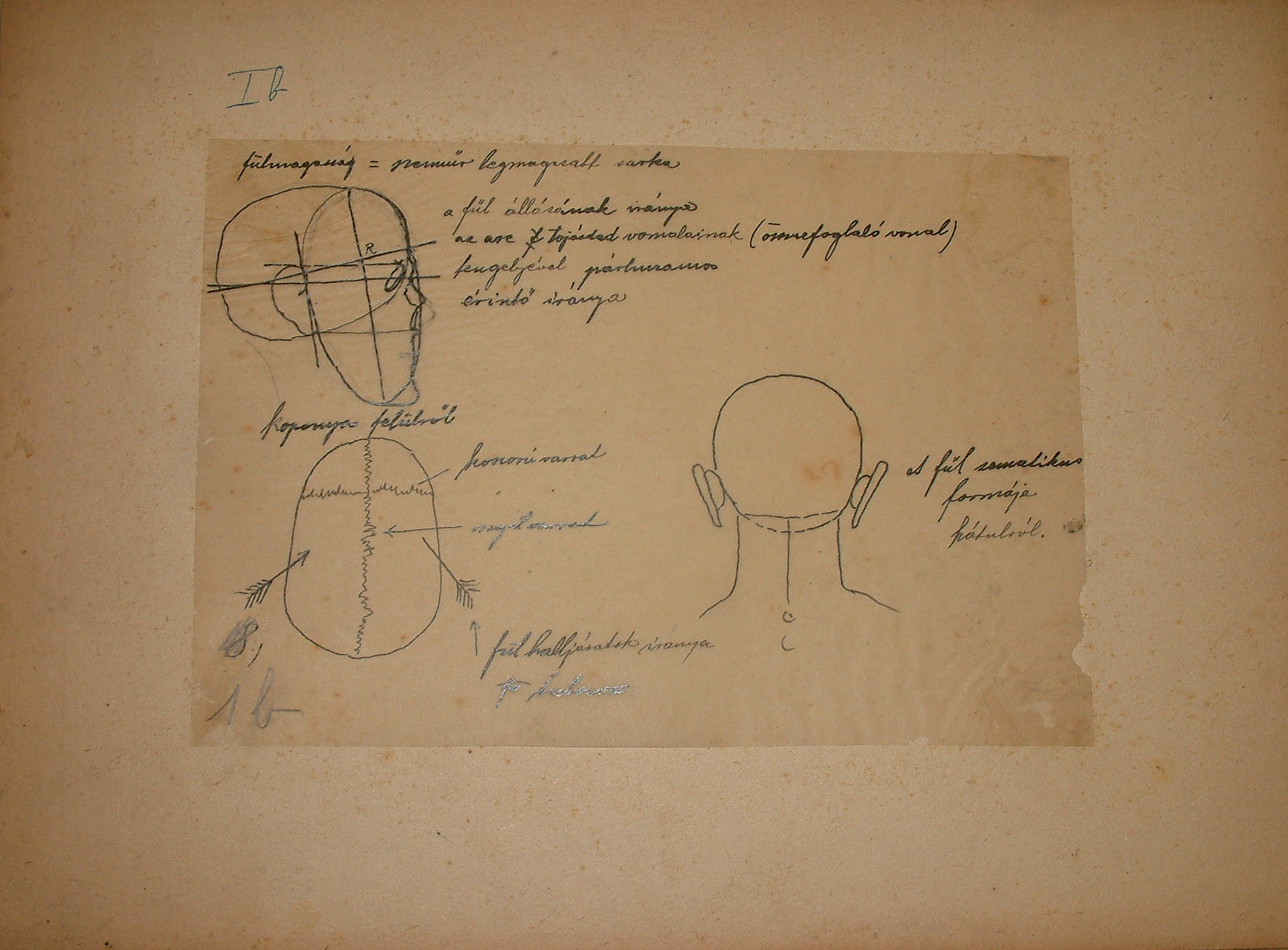 Anatómiai rajzorozat I/b. (Erkel Ferenc Múzeum CC BY-NC-SA)