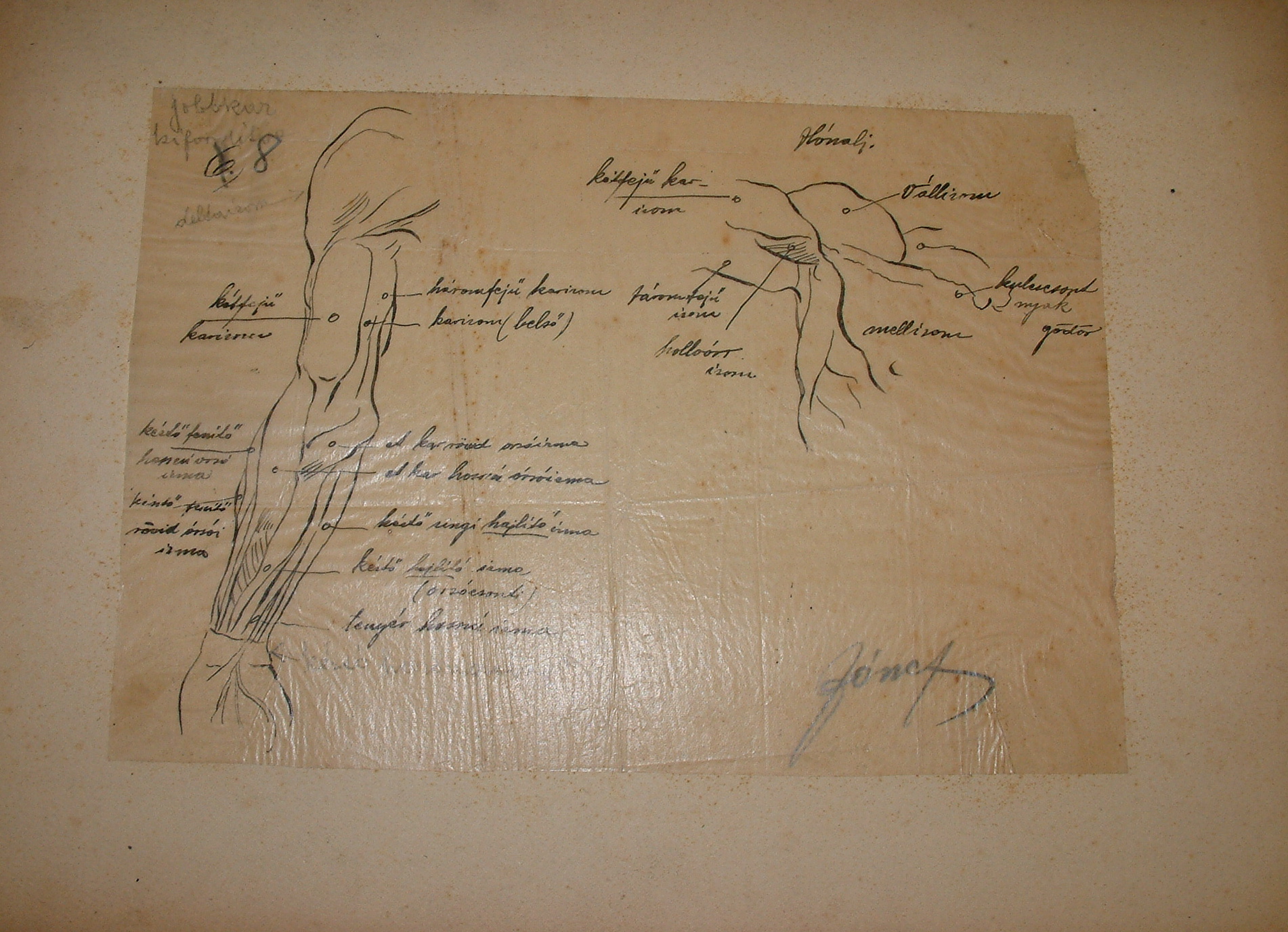 Anatómiai rajzsorozat VIII. (Erkel Ferenc Múzeum CC BY-NC-SA)