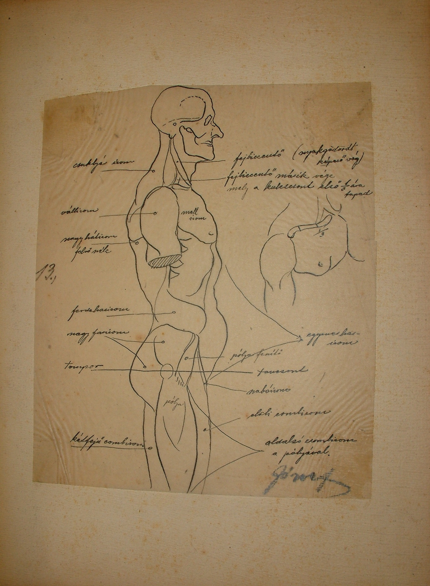 Anatómiai rajzsorozat XIII. (Erkel Ferenc Múzeum CC BY-NC-SA)