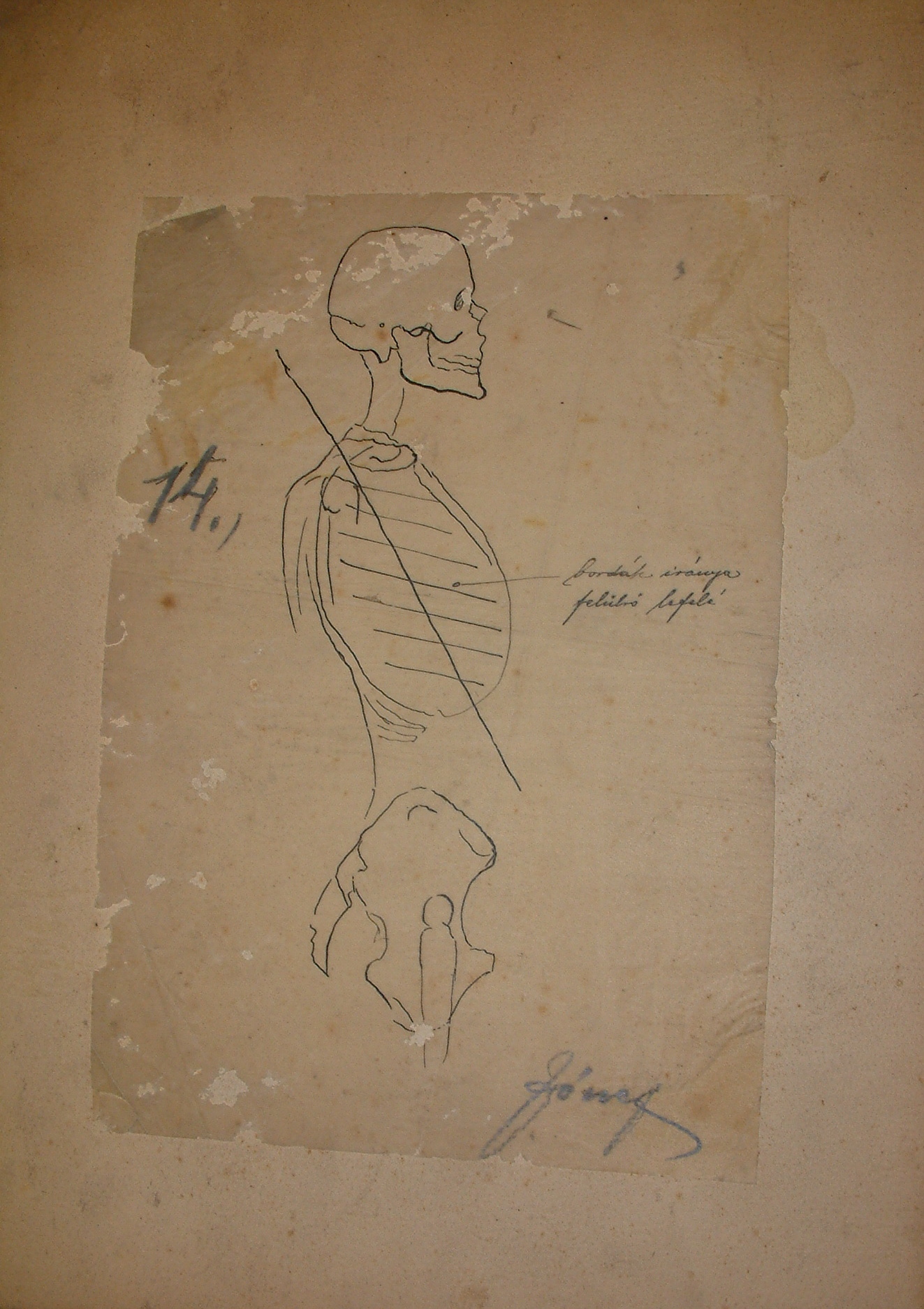 Anatómiai rajzsorozat XIV. (Erkel Ferenc Múzeum CC BY-NC-SA)