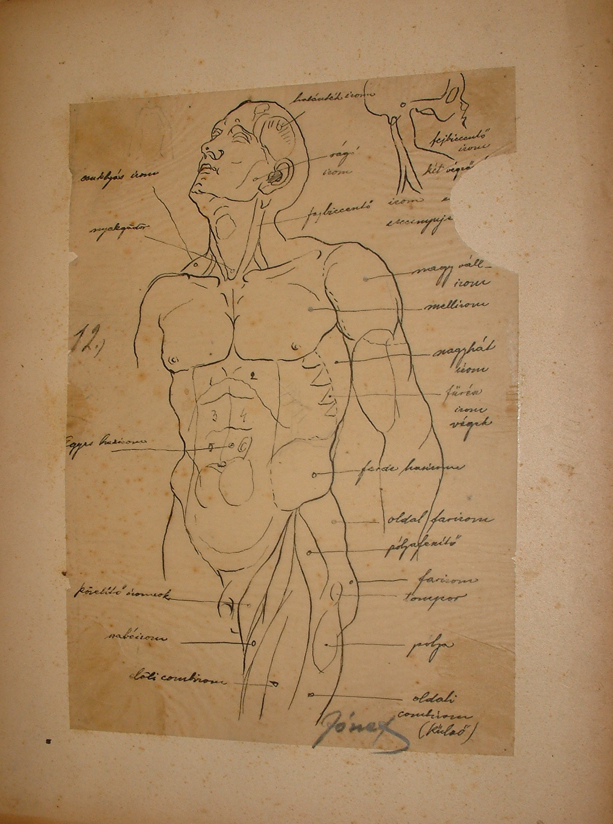 Anatómiai rajzsorozat XII. (Erkel Ferenc Múzeum CC BY-NC-SA)