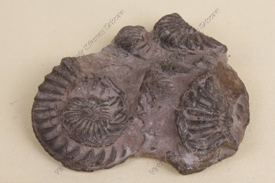 pirit és aragonit ammonitesben (Viski Károly Múzeum Kalocsa RR-F)