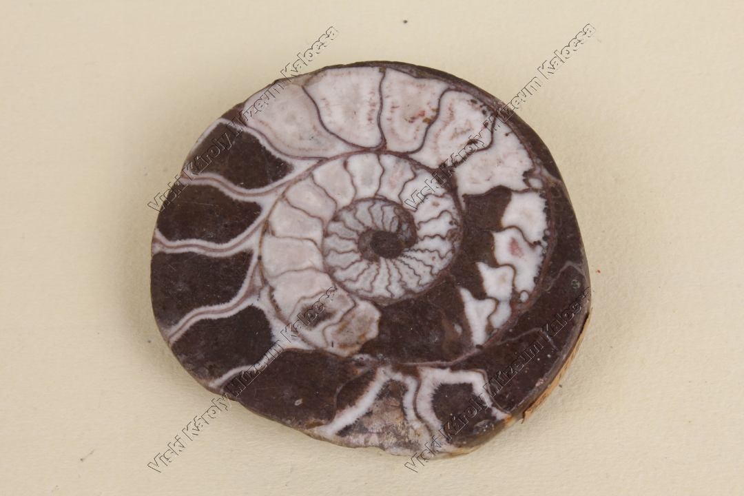 aragonit ammonitesben (Viski Károly Múzeum Kalocsa RR-F)
