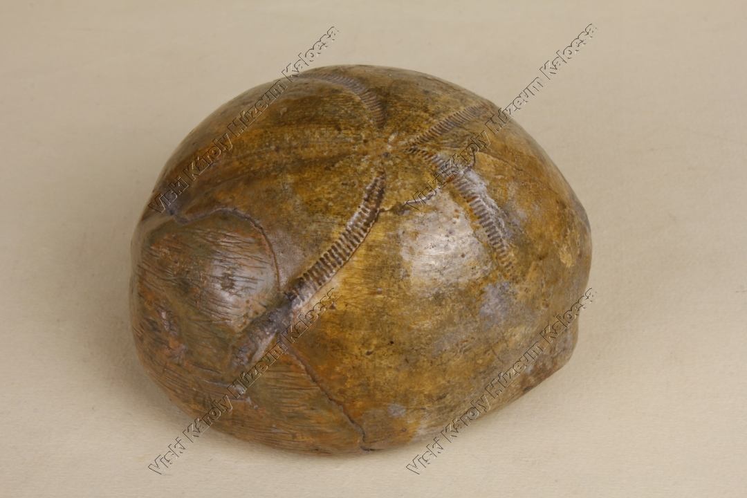 tengeri sün kőbél (Viski Károly Múzeum Kalocsa RR-F)