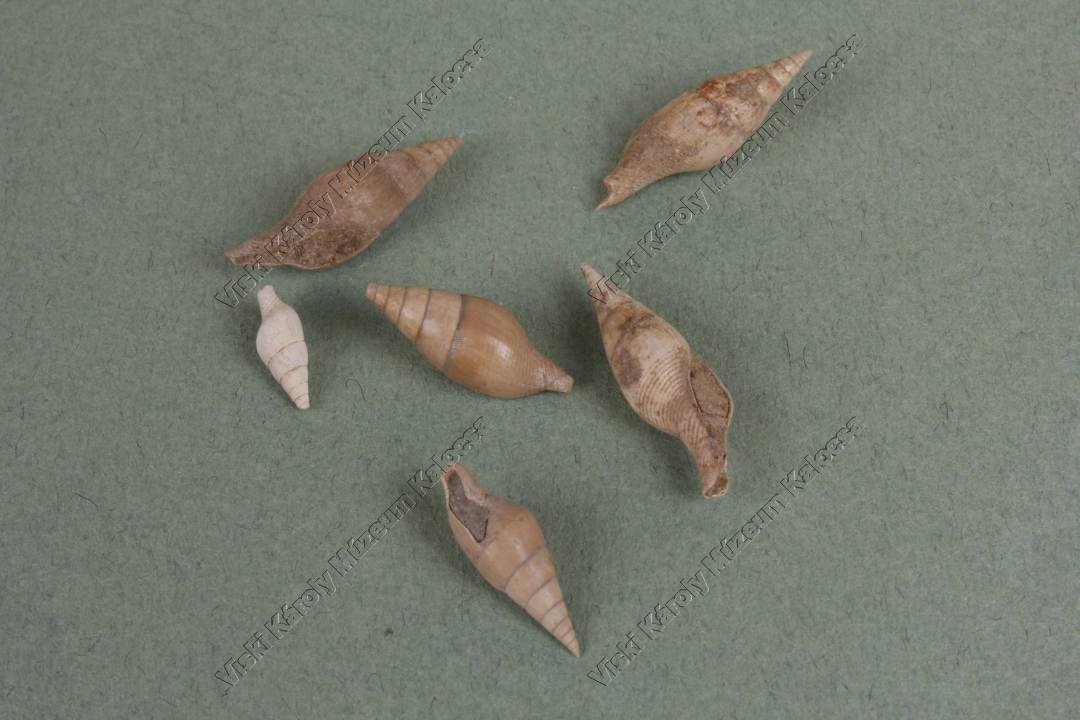 columbella nassoides (Viski Károly Múzeum Kalocsa RR-F)