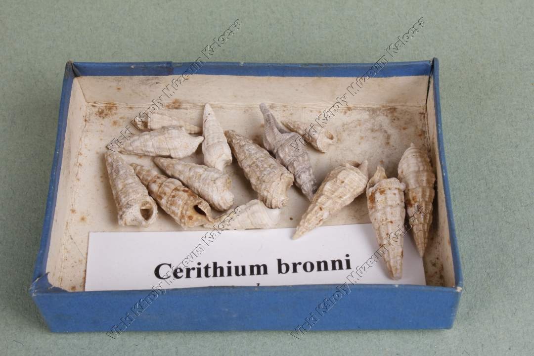 cerithium bronni (Viski Károly Múzeum Kalocsa RR-F)