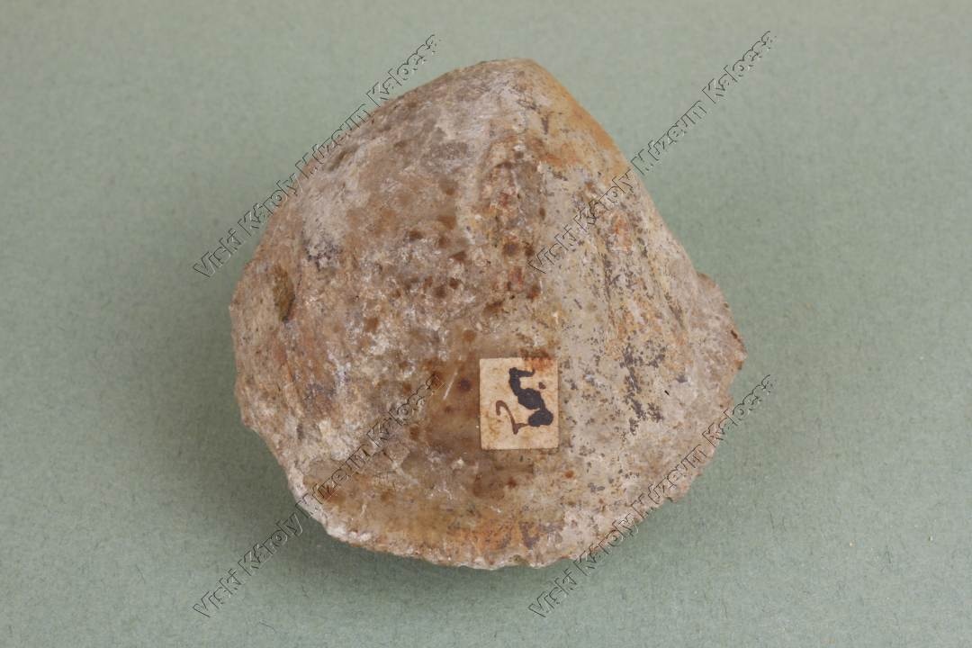 szivkagyló kőbele (Viski Károly Múzeum Kalocsa RR-F)