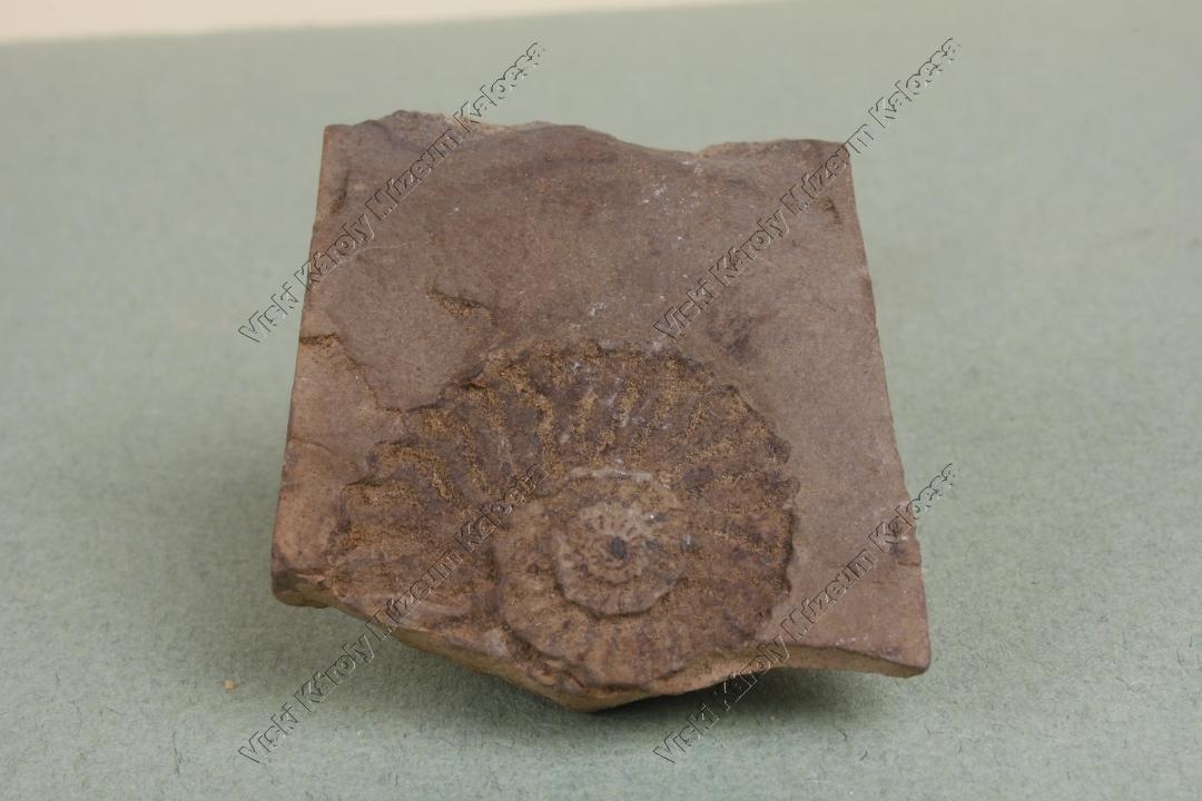 ammonites sp. (Viski Károly Múzeum Kalocsa RR-F)