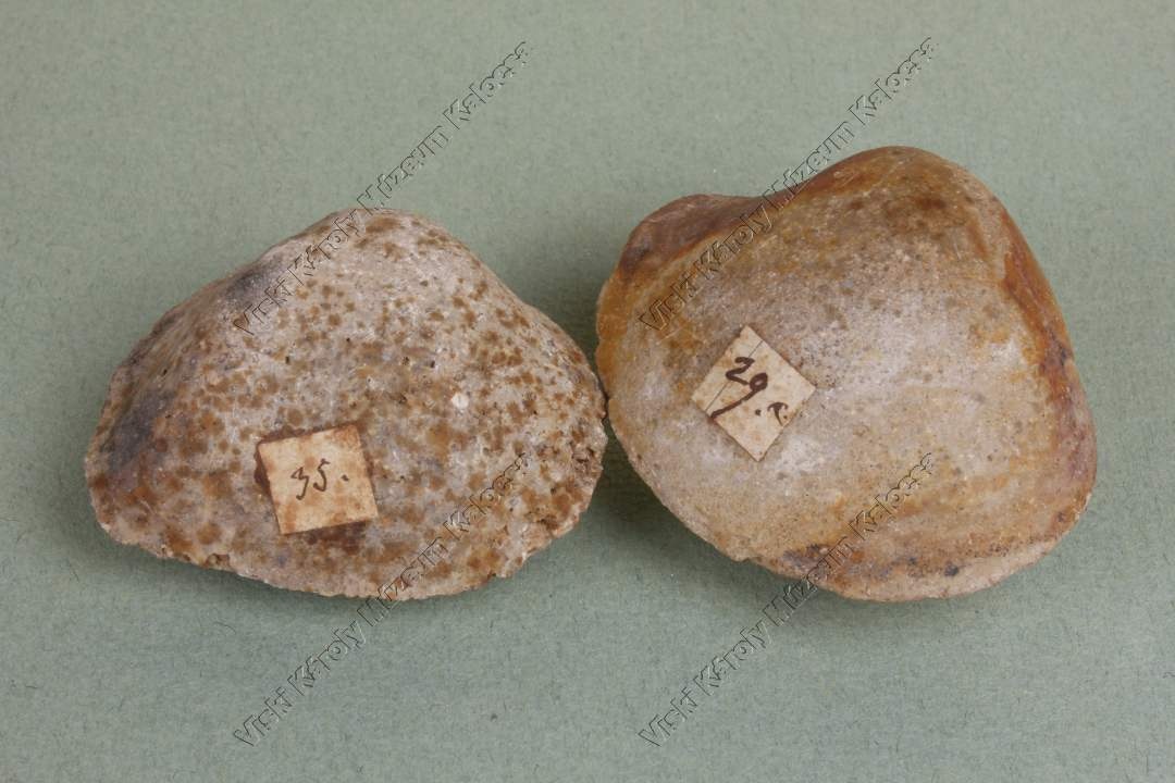 kagyló kőbele (Viski Károly Múzeum Kalocsa RR-F)