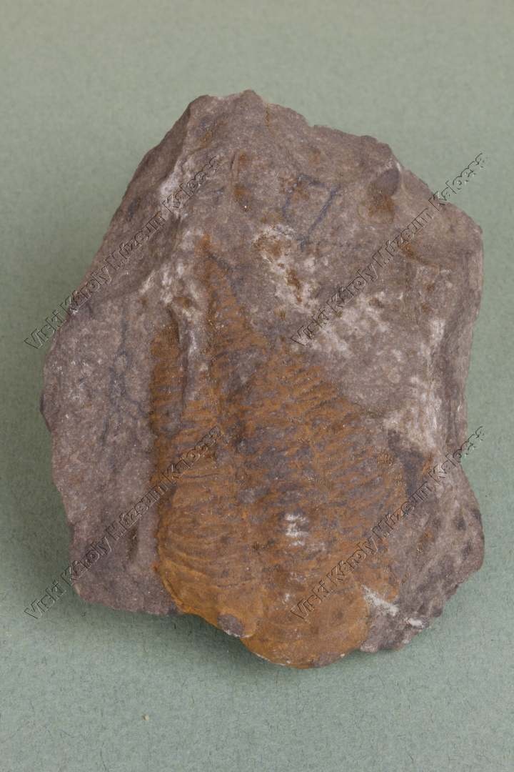 trilobita sp. (Viski Károly Múzeum Kalocsa RR-F)