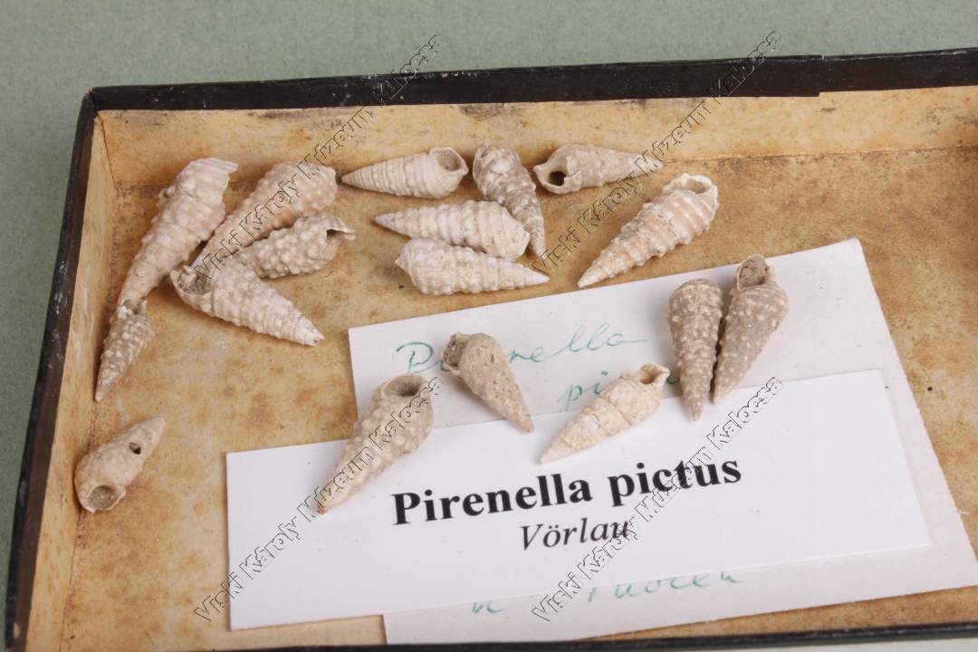 pirenella pictus (Viski Károly Múzeum Kalocsa RR-F)