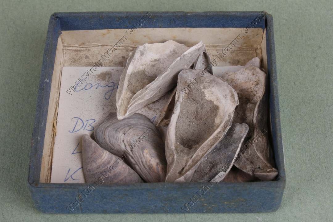 congeria spathulata (Viski Károly Múzeum Kalocsa RR-F)