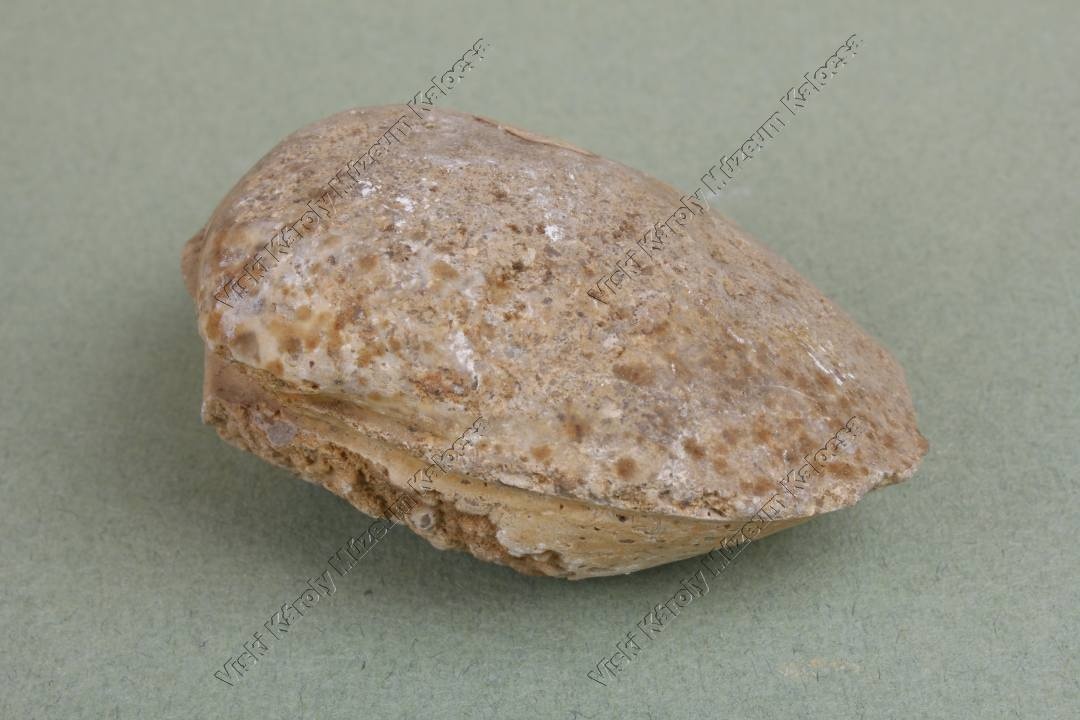 kagyló kőbél (Viski Károly Múzeum Kalocsa RR-F)