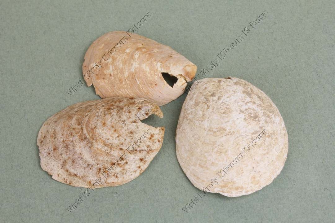 crepidula ungiformis (Viski Károly Múzeum Kalocsa RR-F)