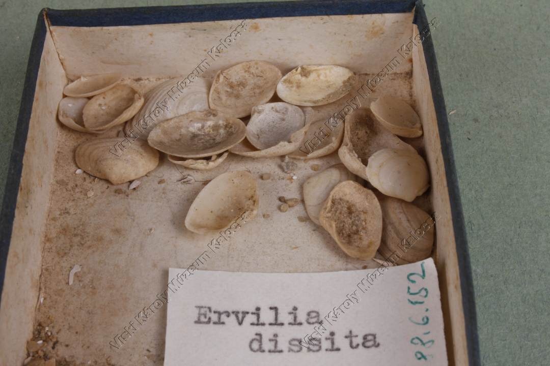 ervilia dissita (Viski Károly Múzeum Kalocsa RR-F)