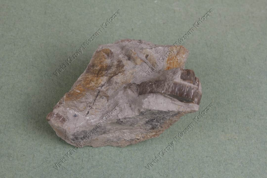 bryozoa lenyomata (Viski Károly Múzeum Kalocsa RR-F)