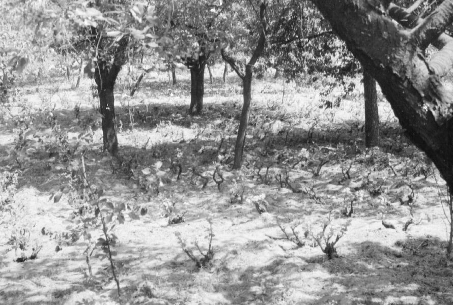 Szőlőültetvény részlete, régi tőkék az Öreg-szőlőben (MTA BTK Néprajztudományi Intézet CC BY-NC-SA)