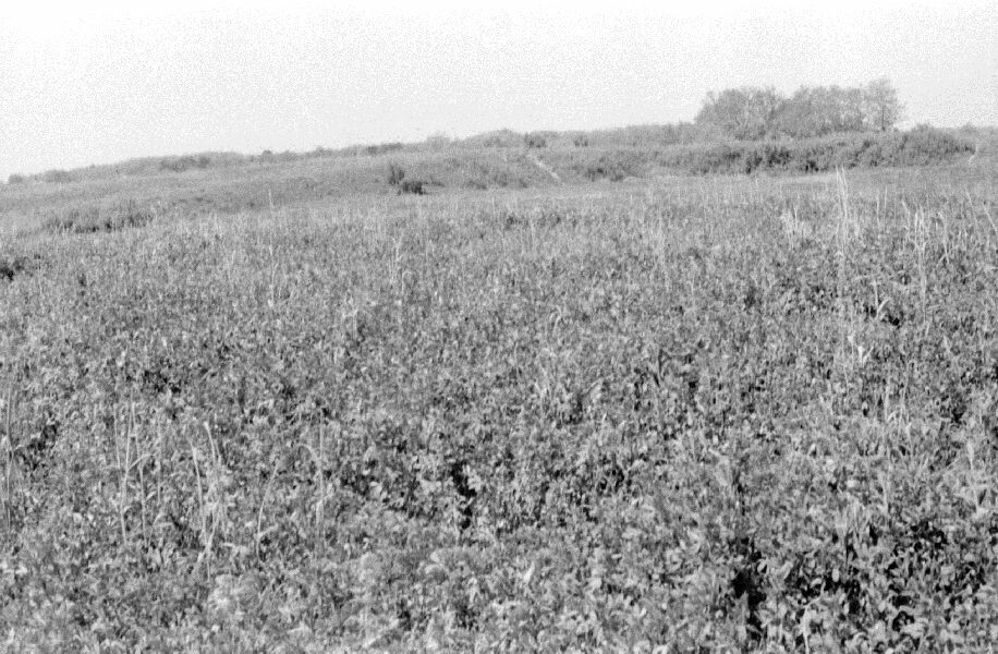 Öreghegy részlete. Az Öreg szőlőhegy (Kámány) kipusztult része, előtérben kukoricás (MTA BTK Néprajztudományi Intézet CC BY-NC-SA)